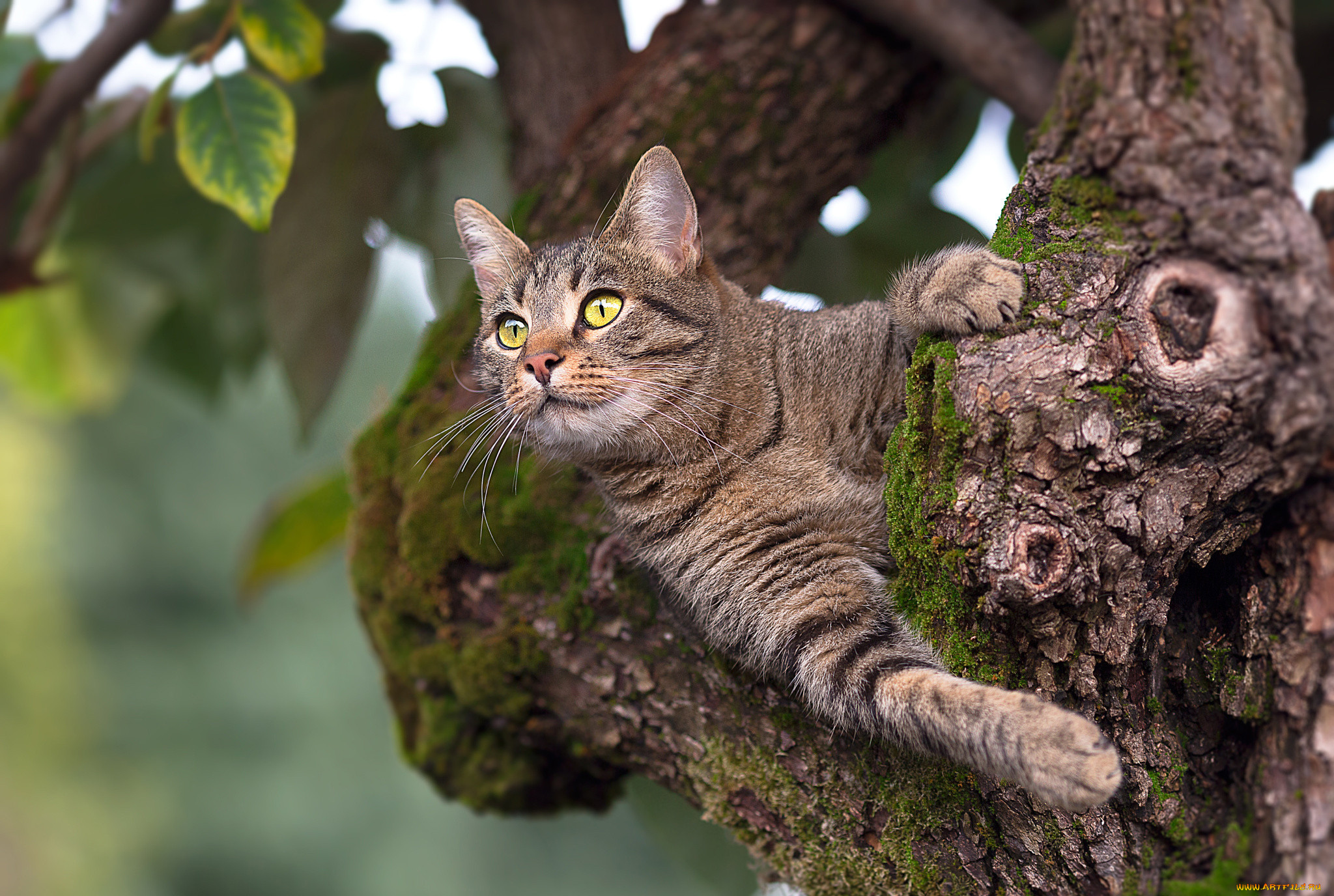 Коты на дереве фото