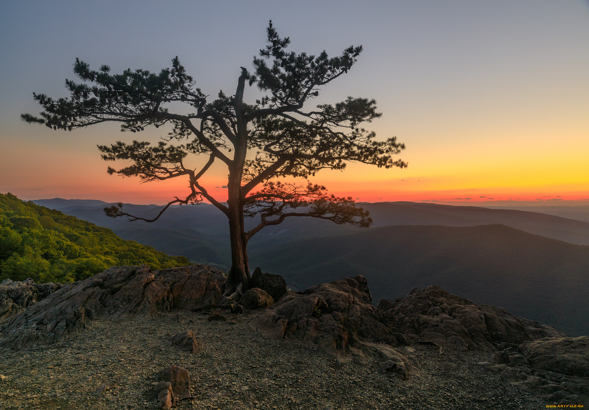 Северная сосна фото