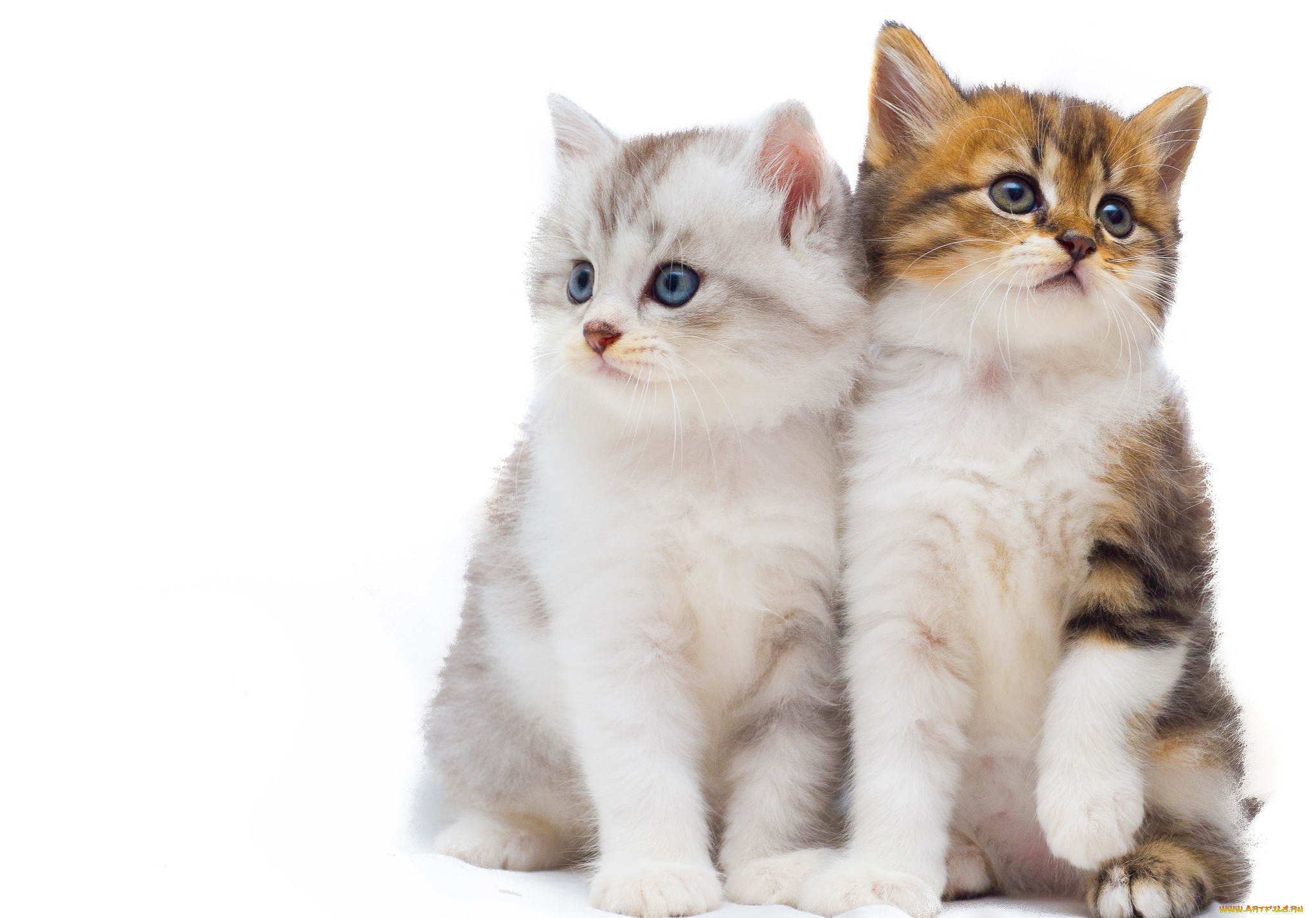Котята Картинки Png