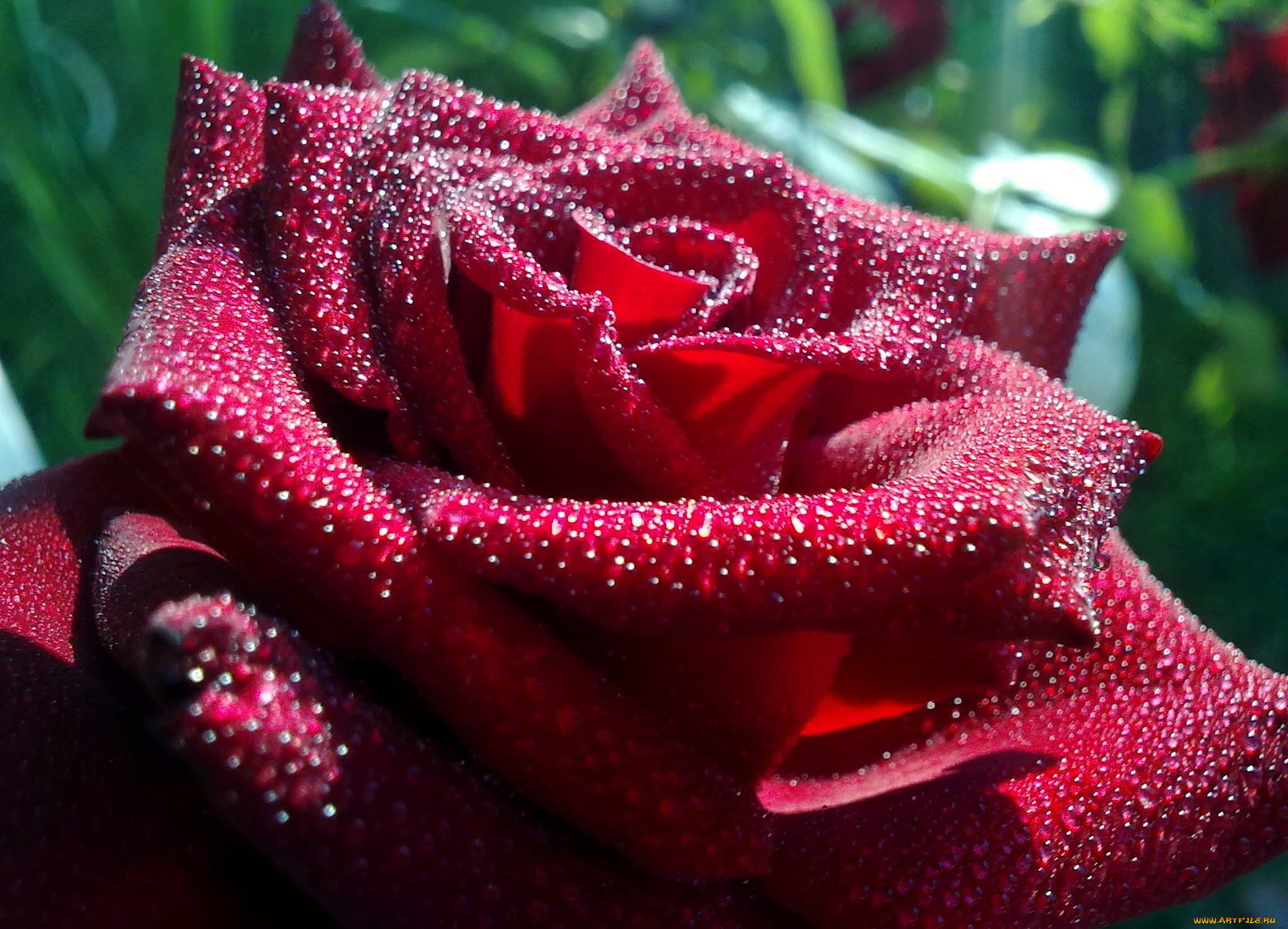Фото красивой розы в росе