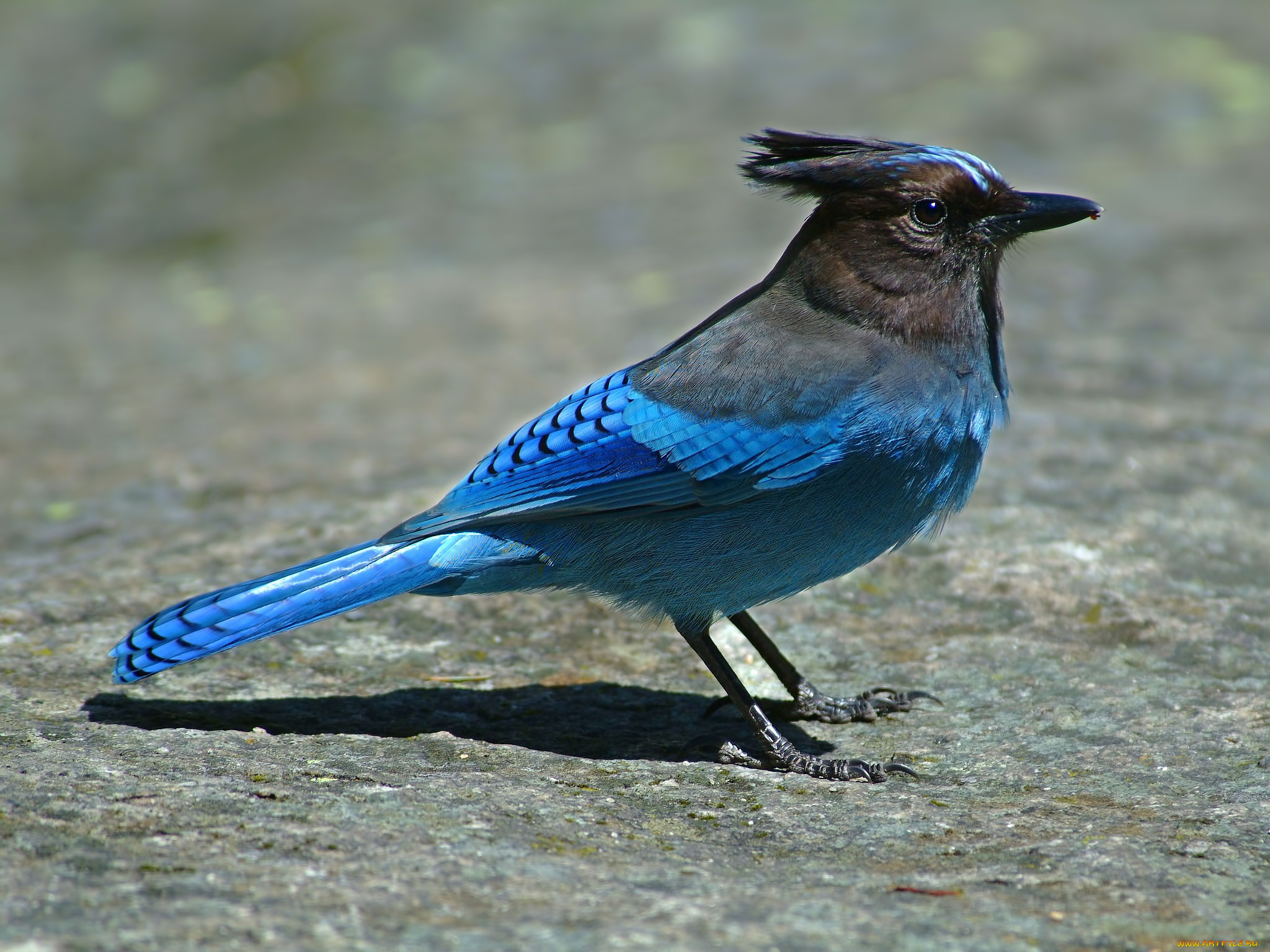 Птица С Голубым Хвостом