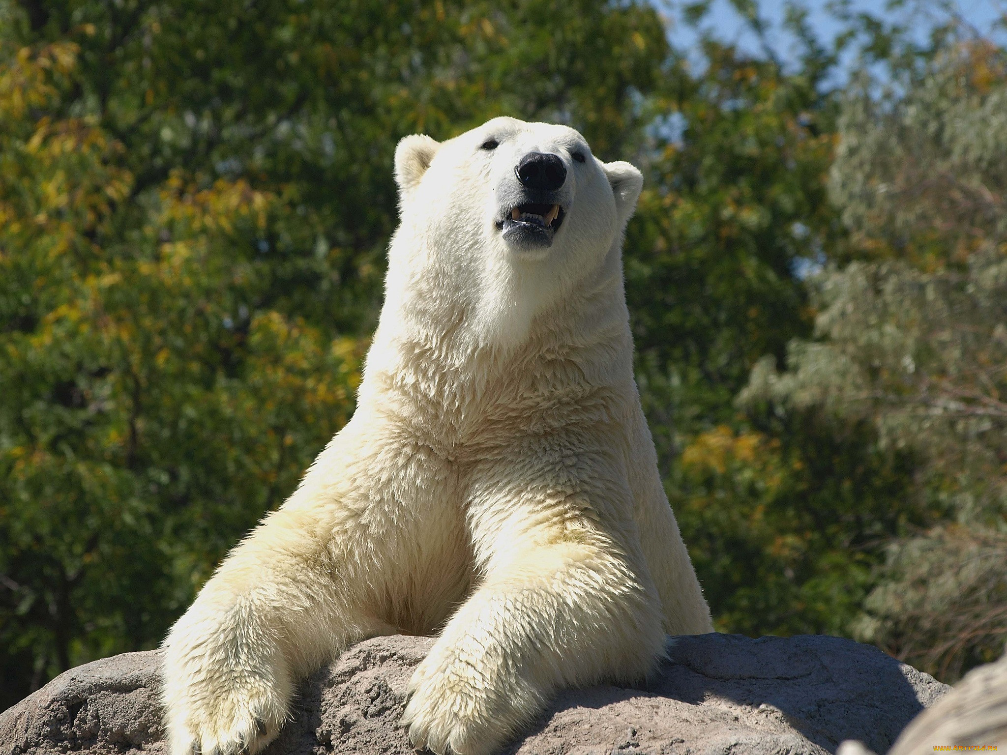 Белый медведь фото сбоку