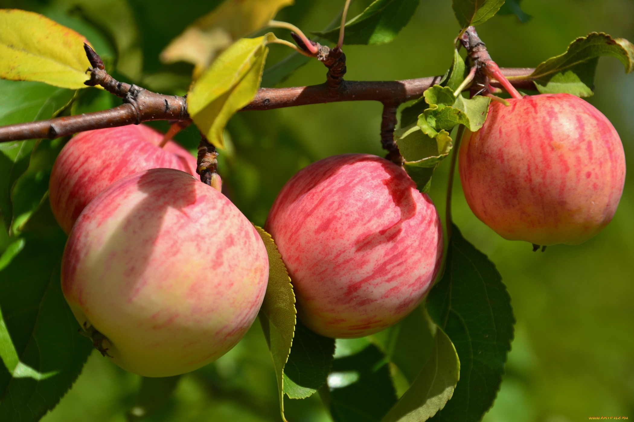 Абрикосовая яблоня описание фото