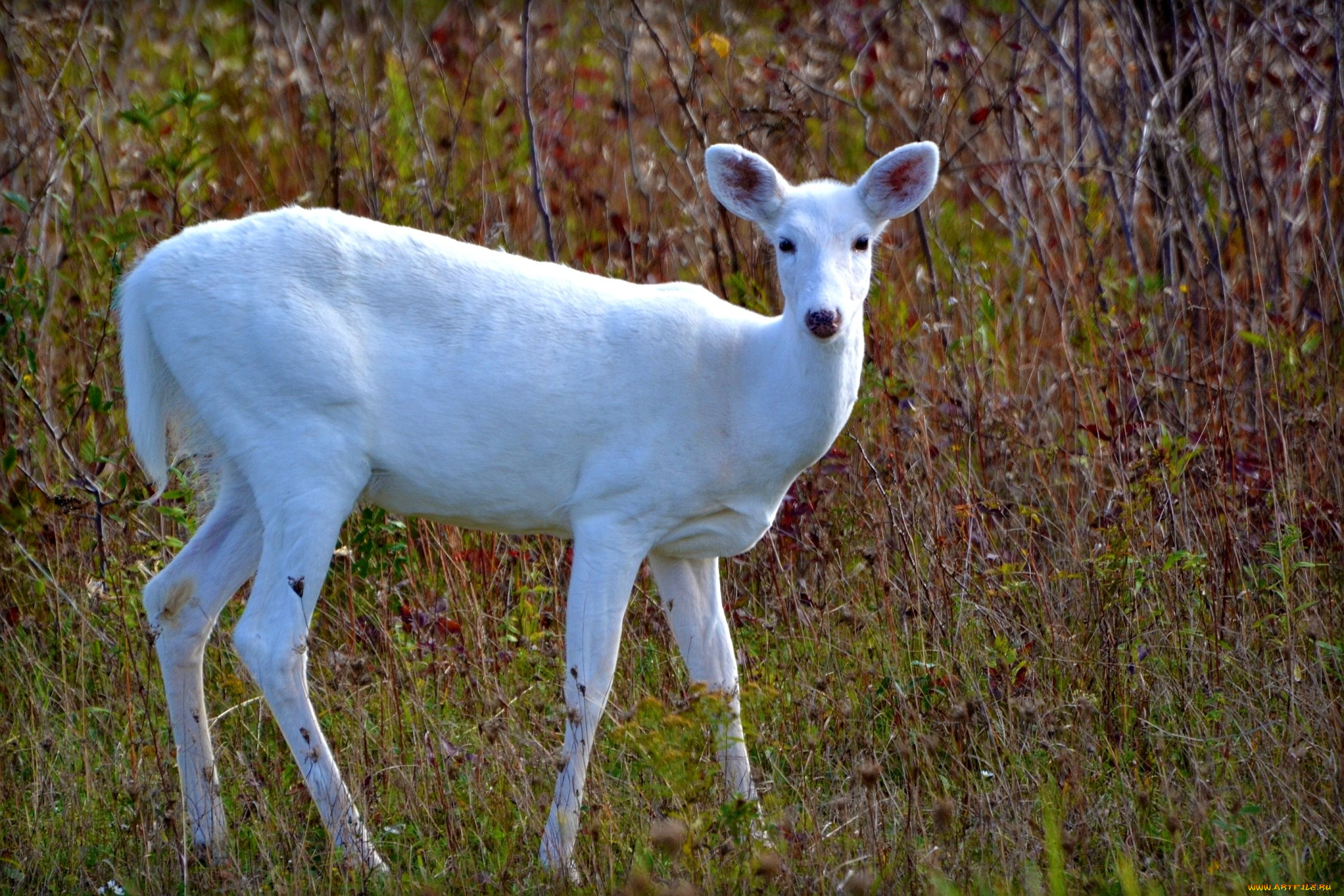 Deer_white_