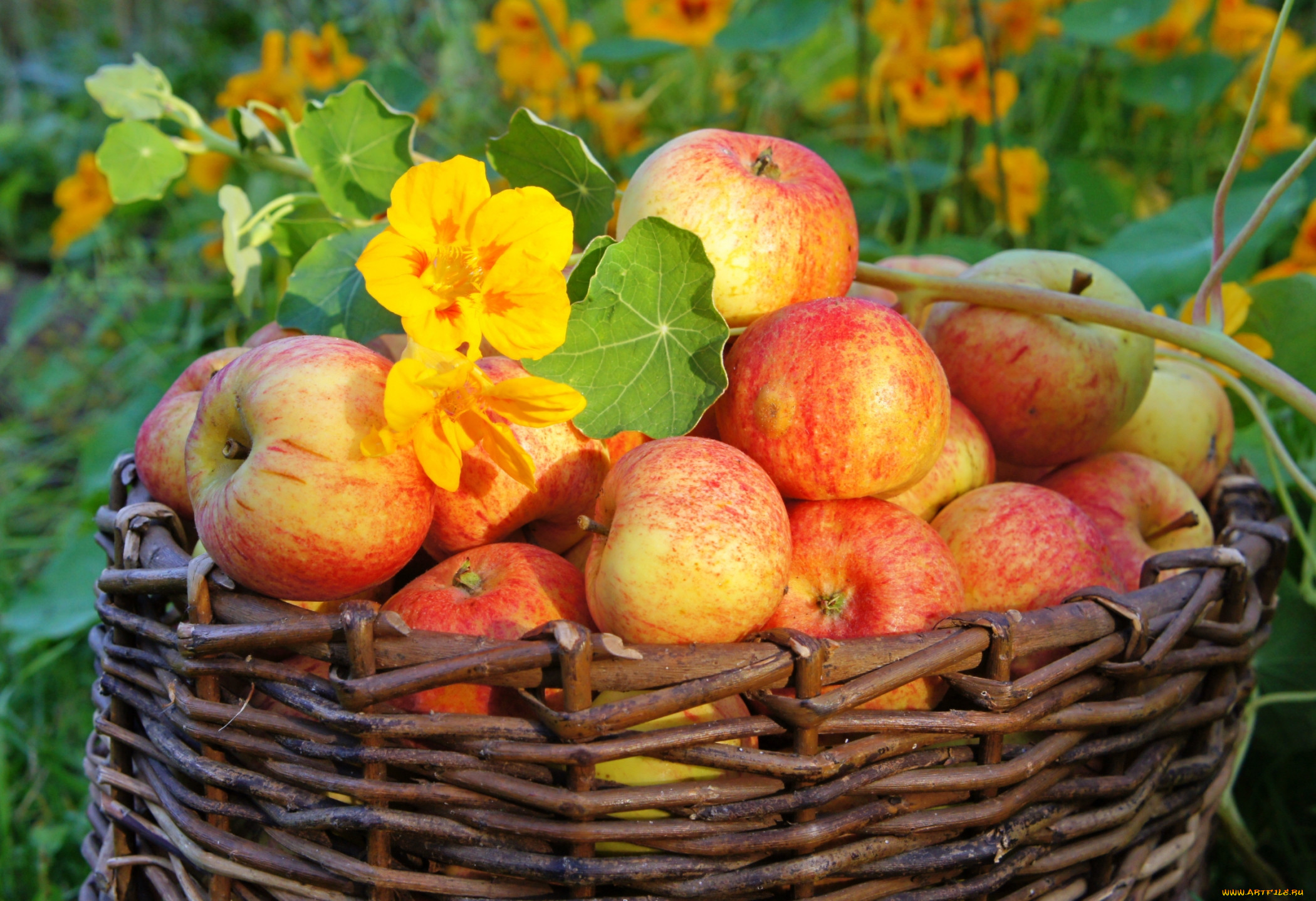 Хороша осень плодами. Осенние плоды. Осень фрукты. Осенний урожай. Осень яблоки.