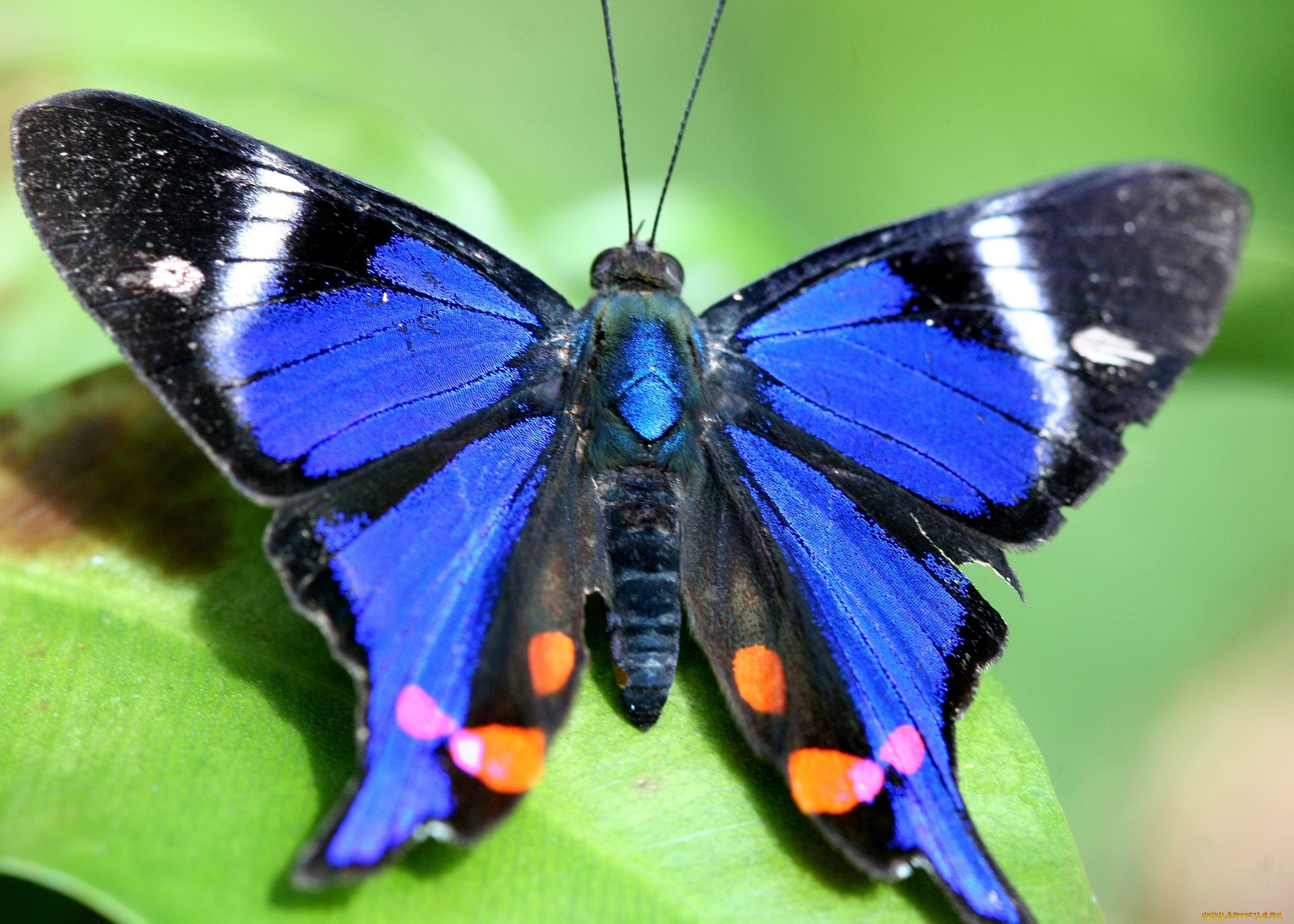 Голубые Крылья бабочки