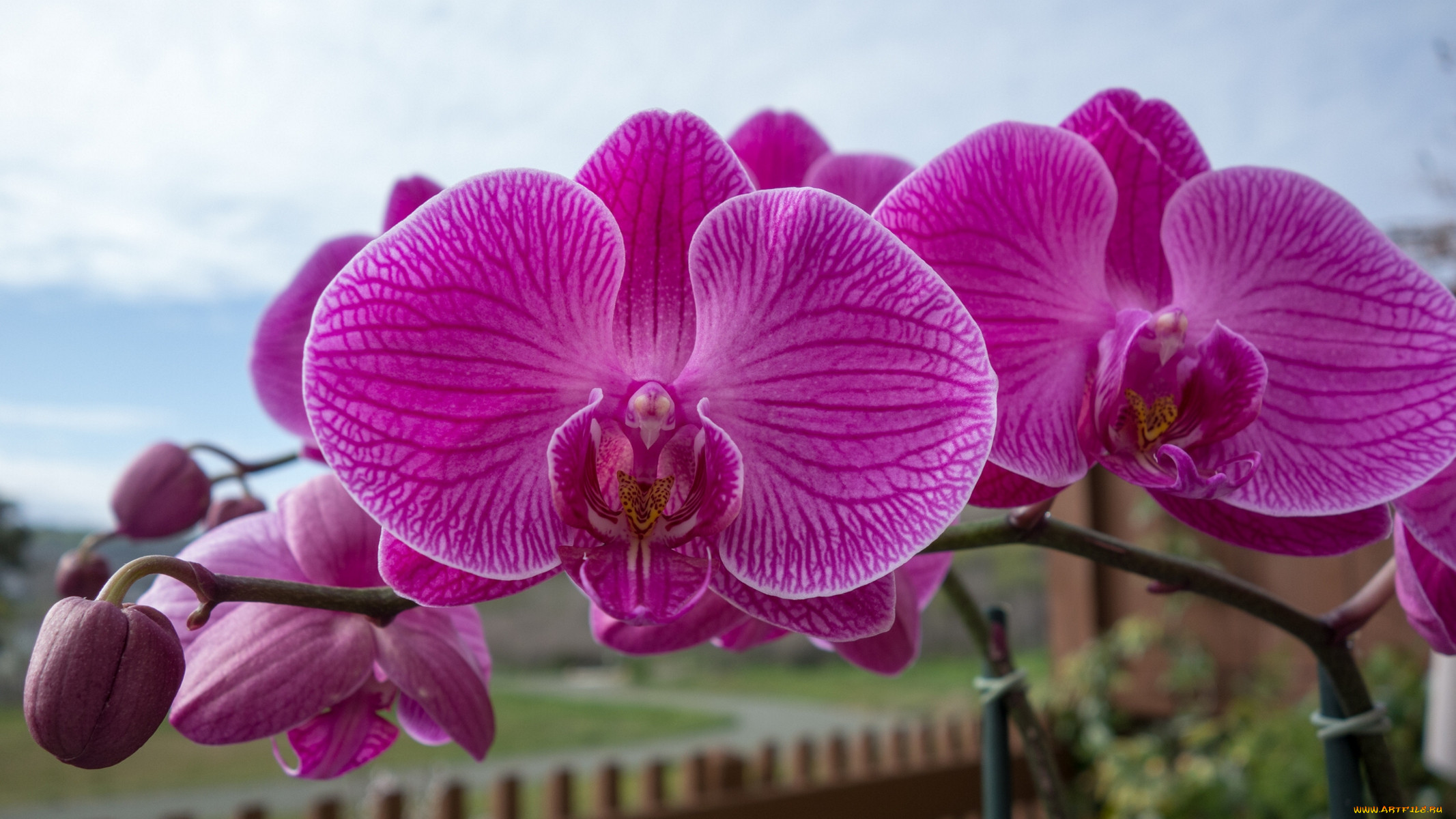 Фото Орхидей В Хорошем Качестве