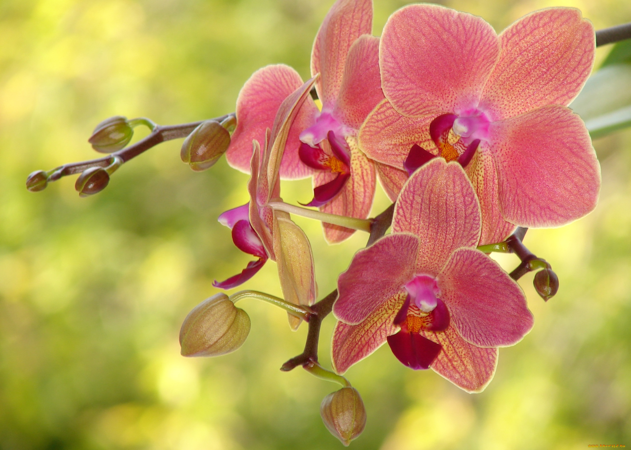Орхидеи желто розовые. Орхидея фаленопсис романс. Гохштеттерская Орхидея. Орхидея Претти романс. Орхидея Фиджи.