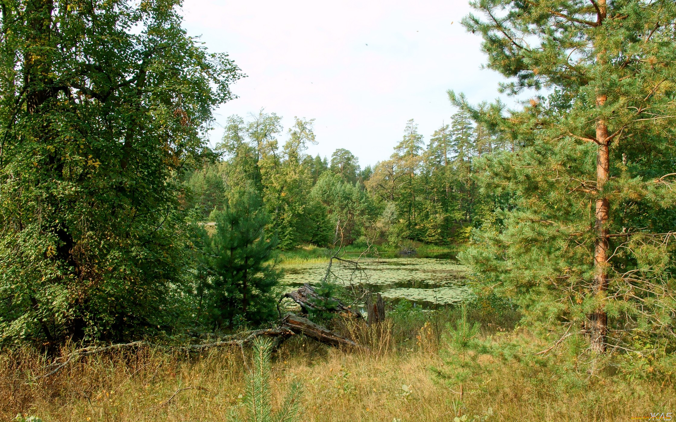 Деревья нижегородской области фото