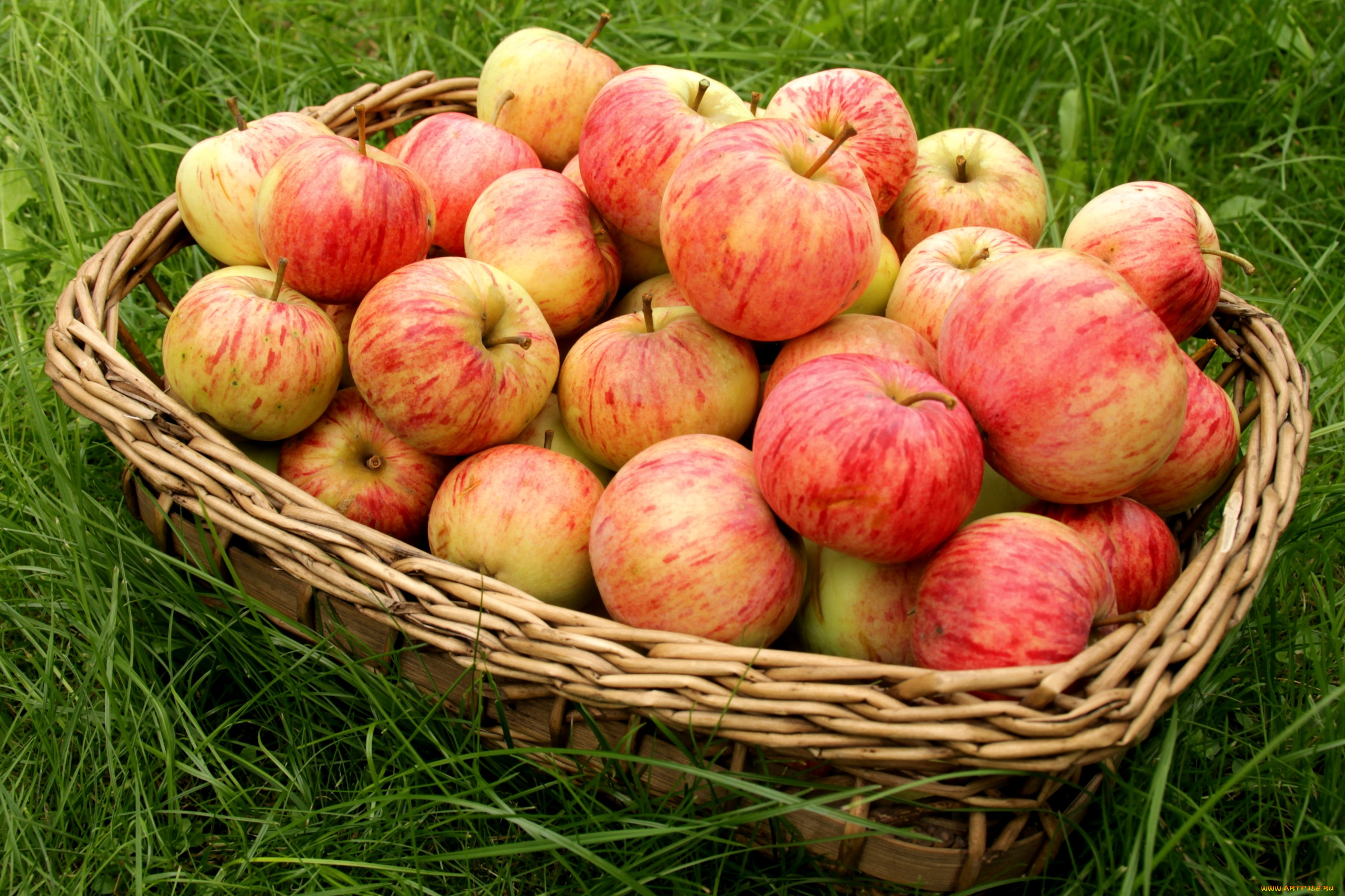 Яблоки красивые фото картинки