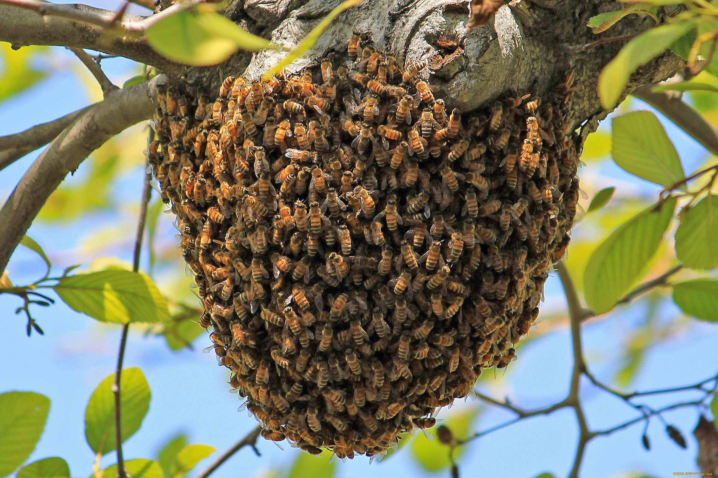 Как выглядят дикие пчелы фото