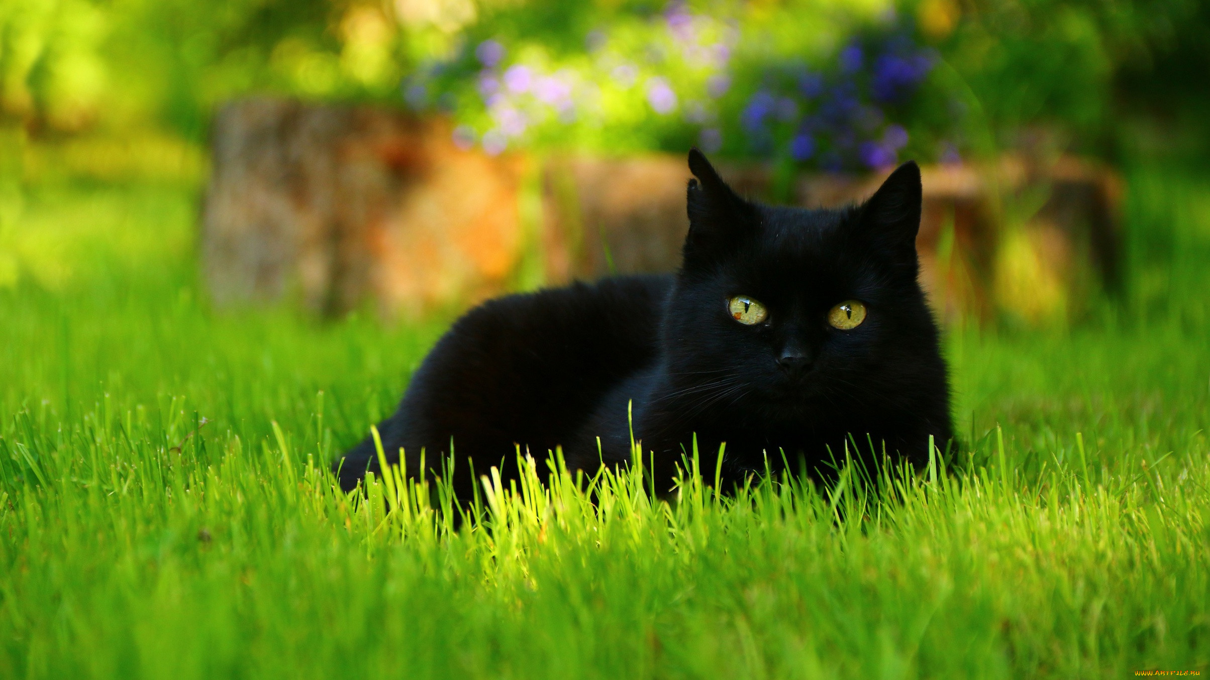 Black cat 1400. Чёрный кот. Черный кот в траве. Черный кот на природе. Черные коты на рабочий стол.