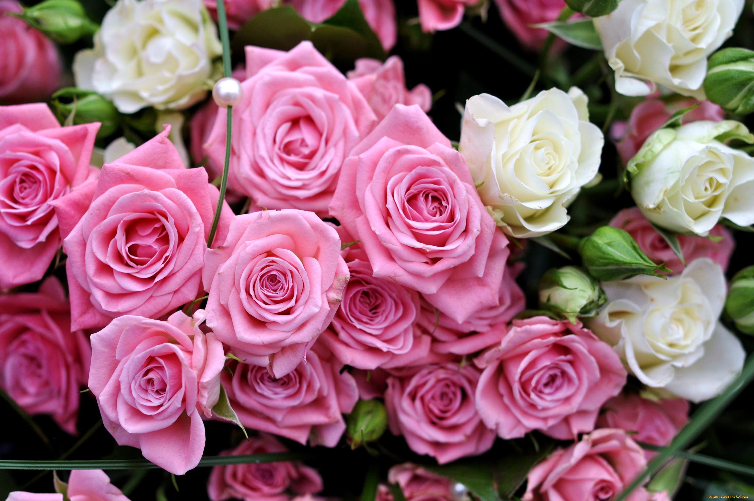 Обои розочки. Шикарные цветы. Розовые розы. Красивый букет.