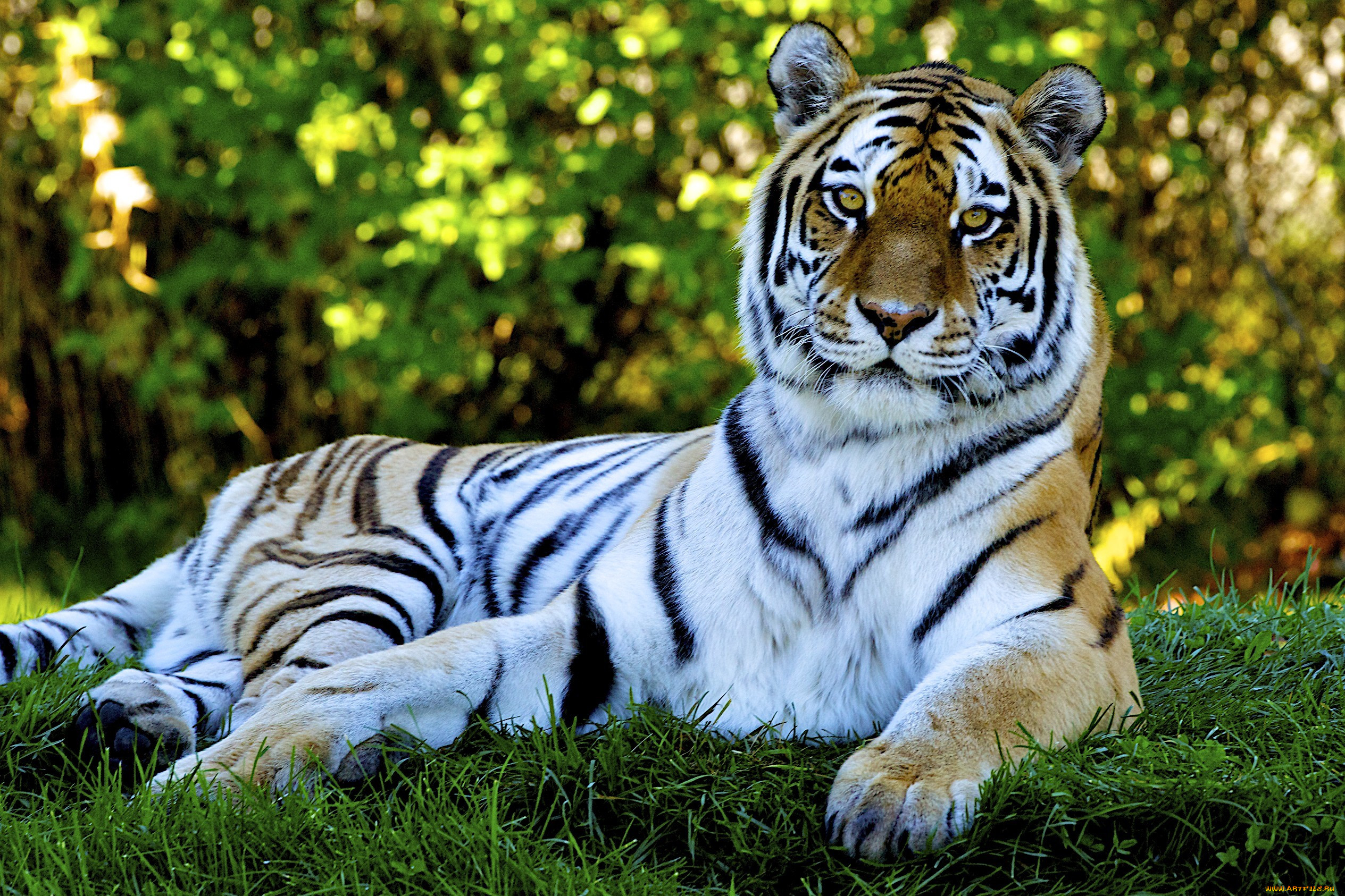 Заставки красивые тигры. Тигр 2022. Красивый тигр. Тигр в природе. Картинки тигров на рабочий стол.