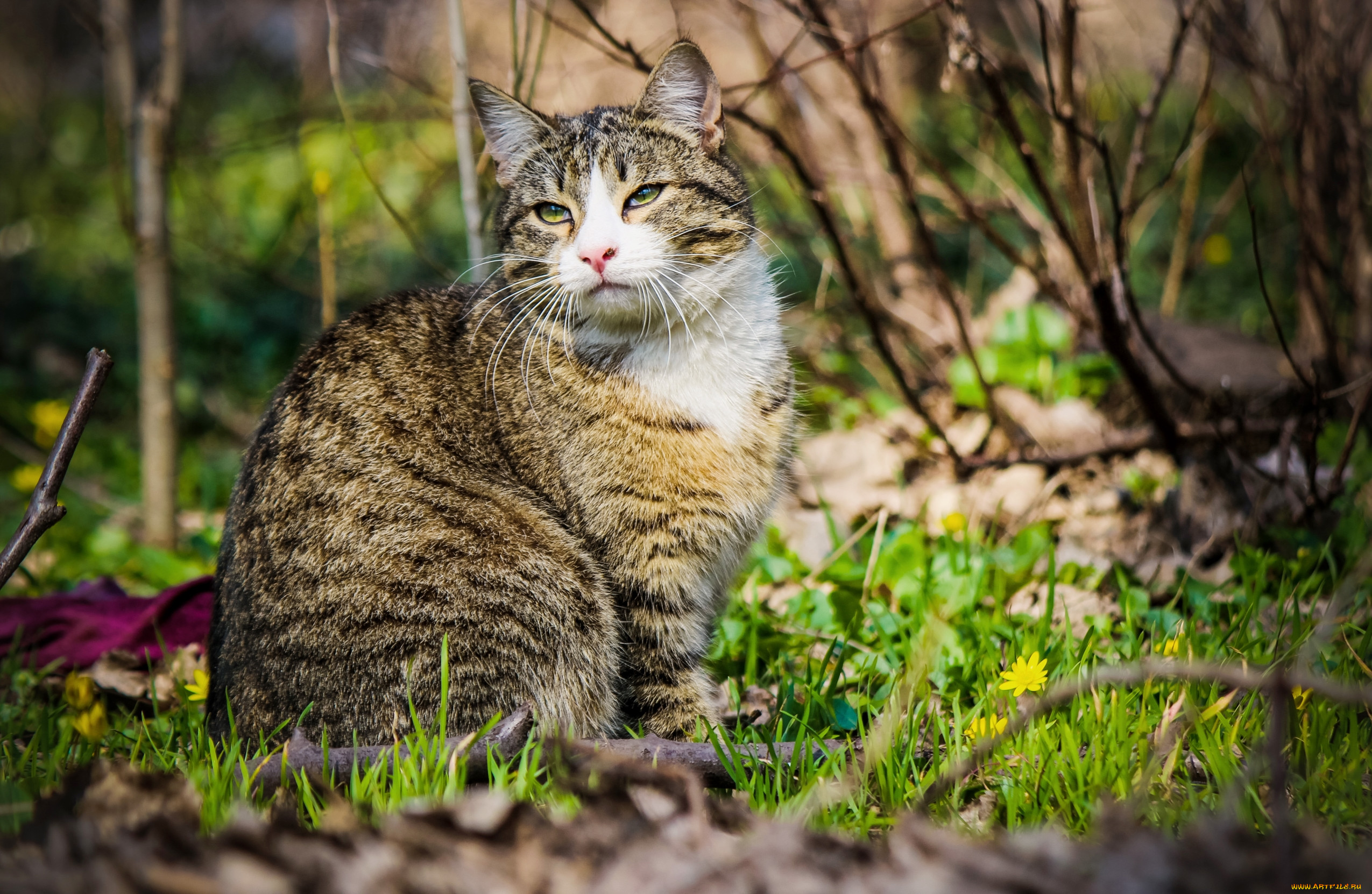 Животное котик. Кошка на природе. Кошка Весна. Кот на природе Весна. Весенние котики на рабочий стол.