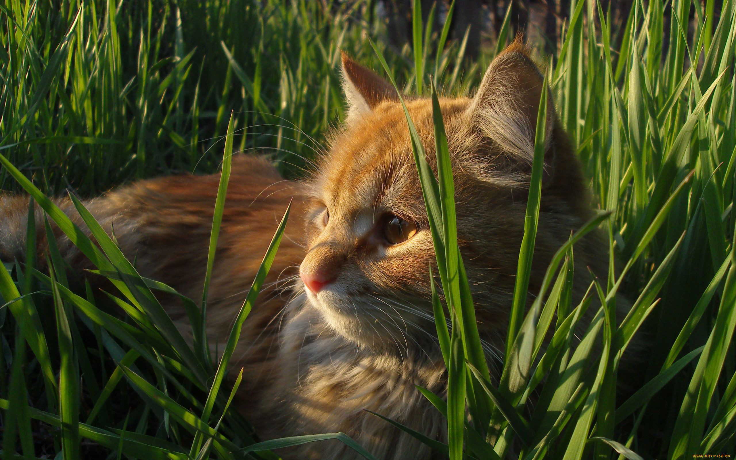Котенок В Траве Фото