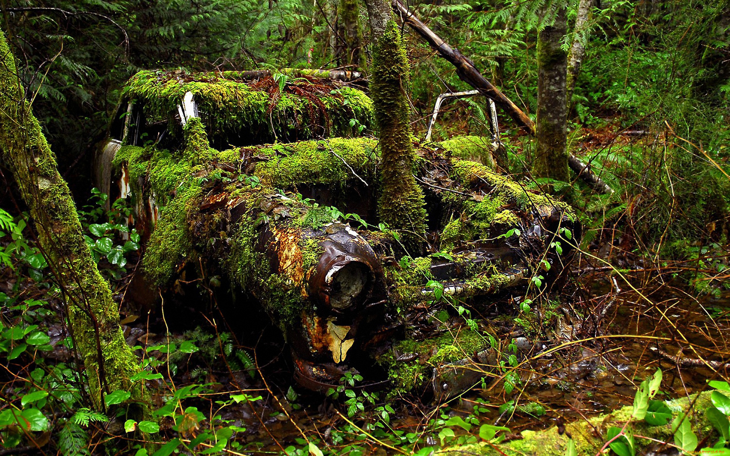 Медленная жизнь мага природы в заброшенном лесу