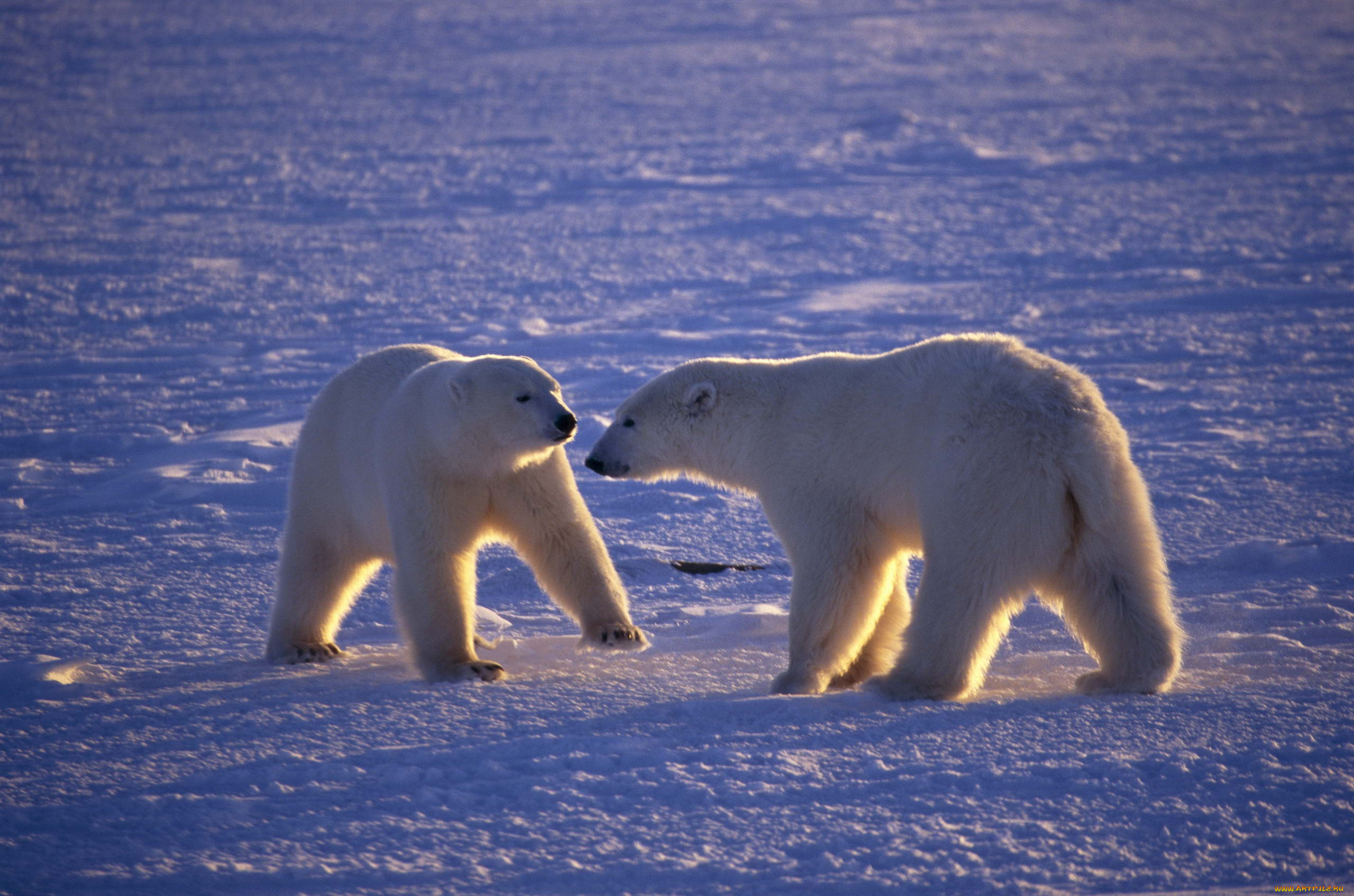 Парк северных животных. Арктические пустыни белый медведь. Белые медведи в Арктике. Белый медведь Северный полюс. Арктика – Антарктика белый медведь.