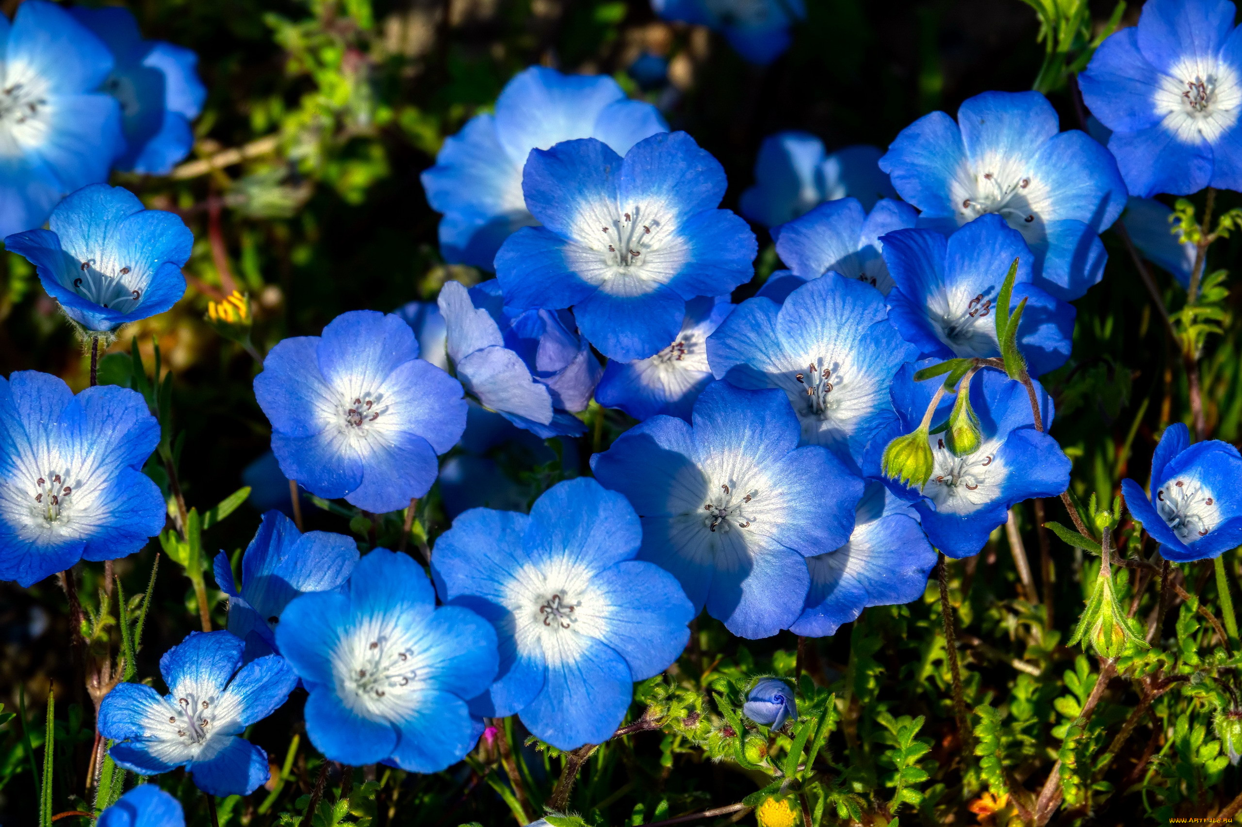 Синенькие цветочки название для клумбы фото и названия