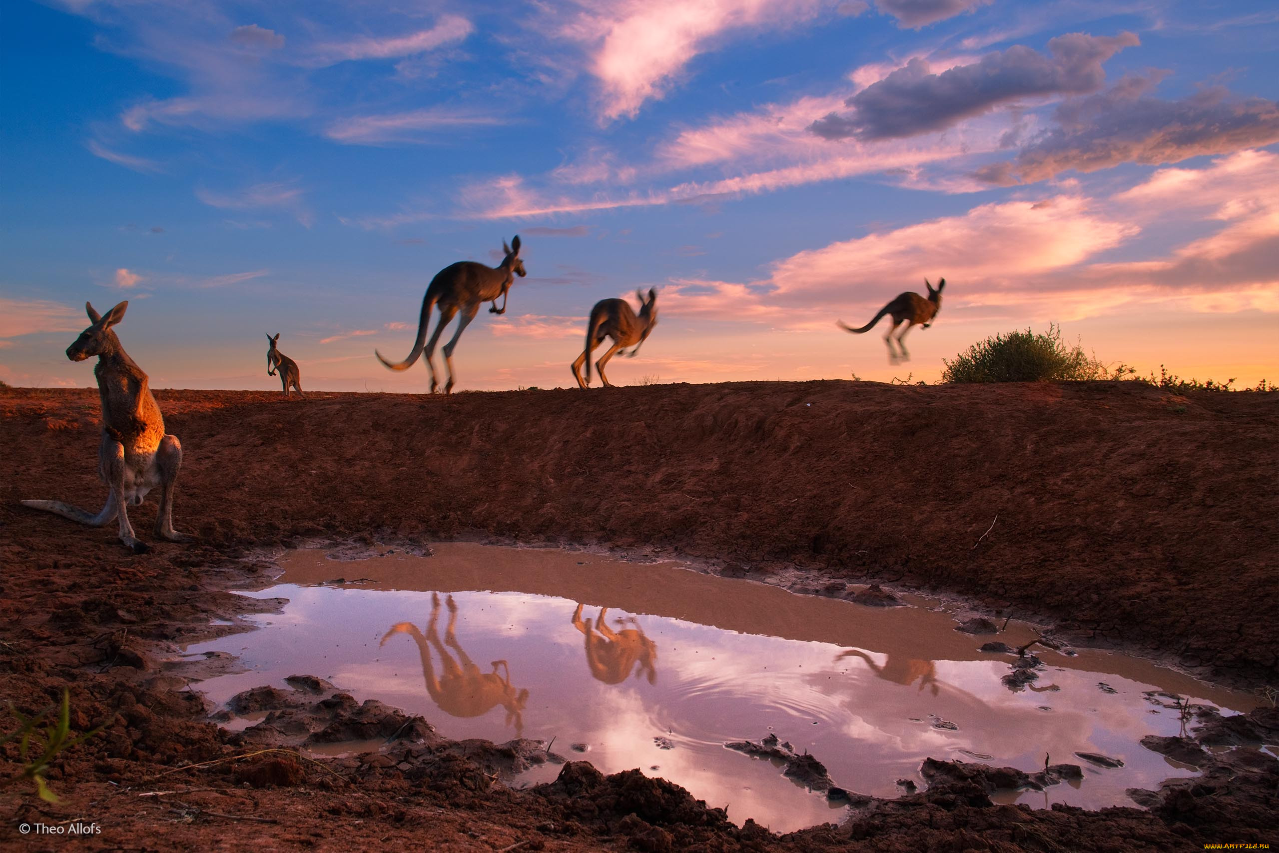 Дикая природа планеты. Вилдлайф фотографер. Лучшие снимки дикой природы. Австралия природа. Дикая природа Австралии.