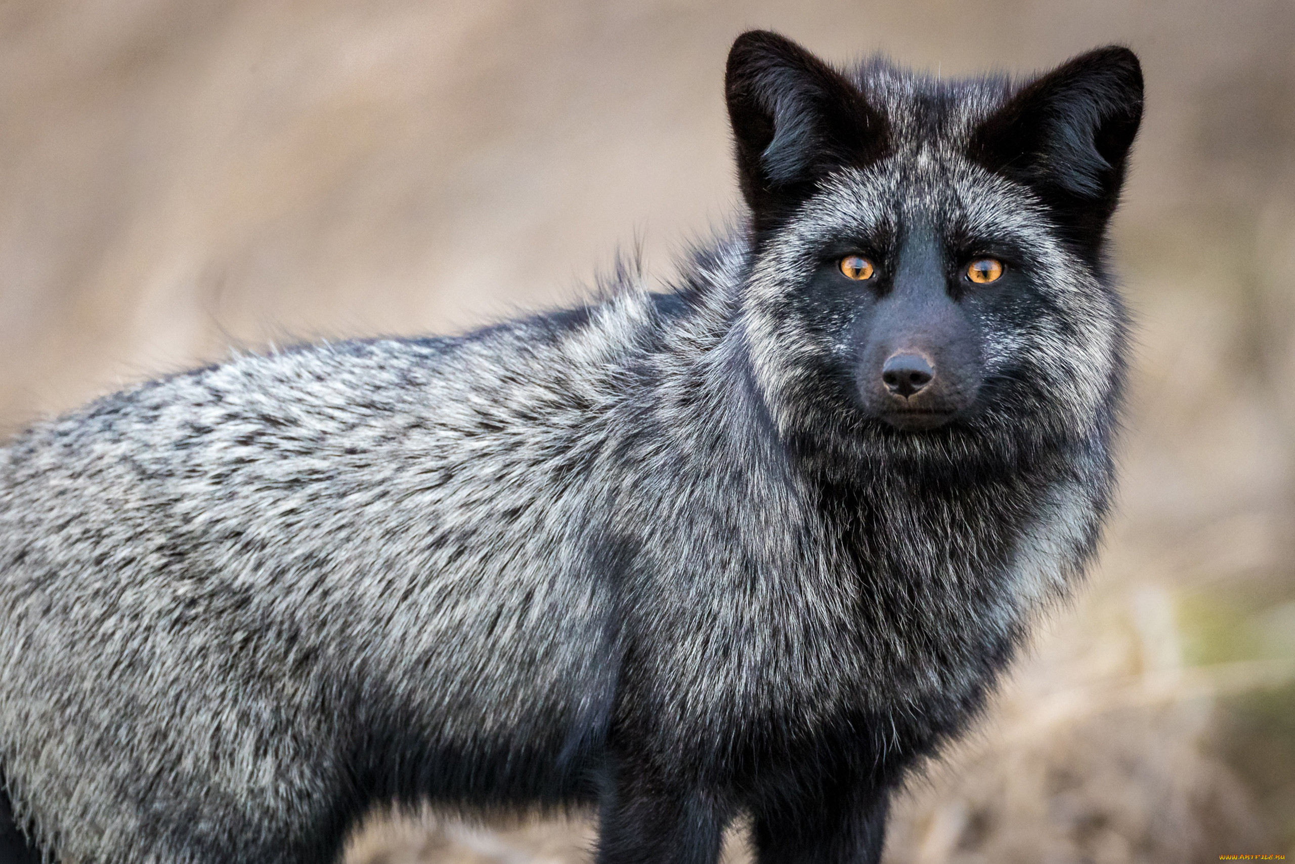 Silver fox. Чернобурая лисица. Лиса чернобурка. Песец чернобурка. Канадская лиса чернобурка.