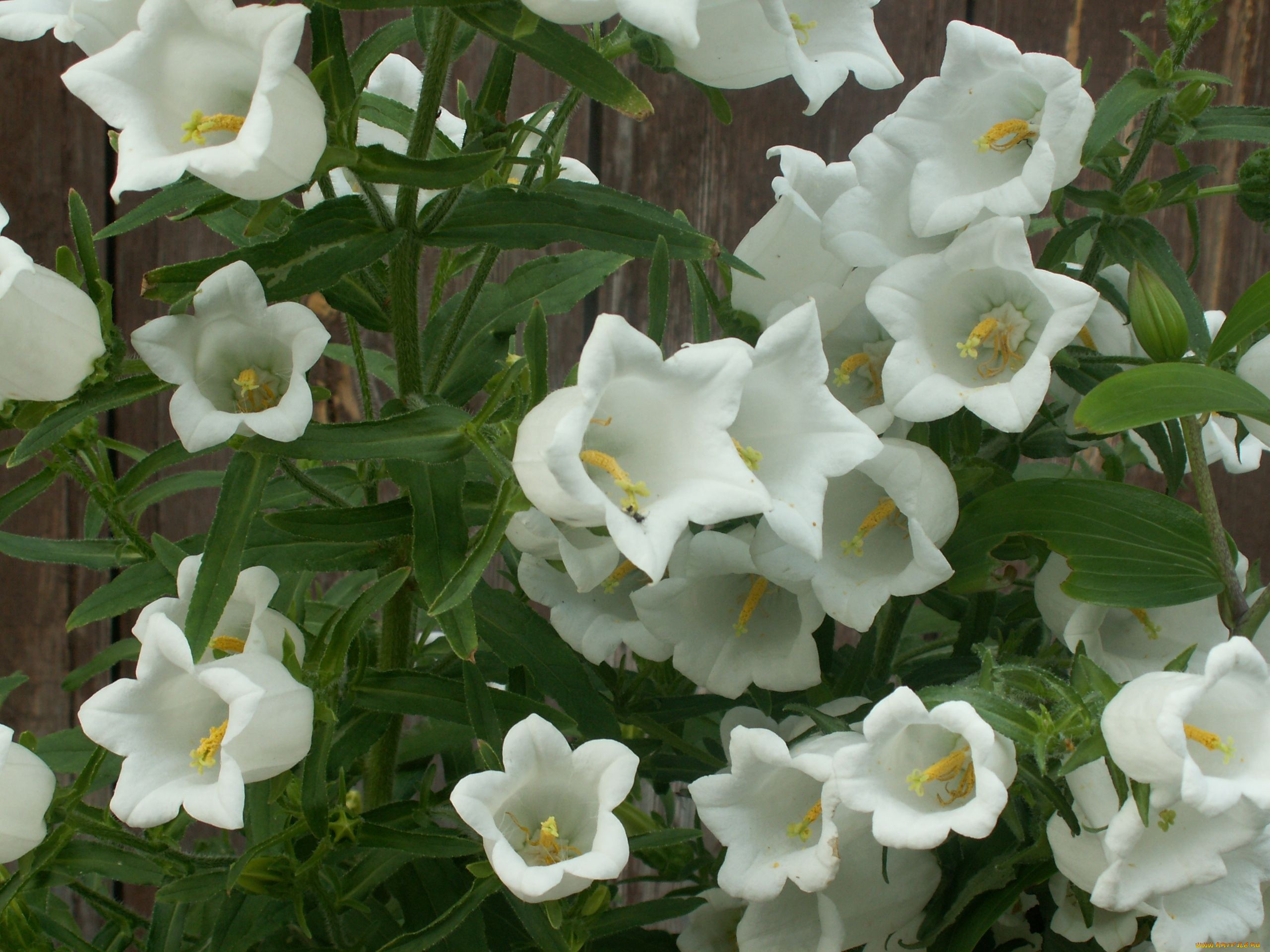 Белый цветок похожий на колокольчик фото