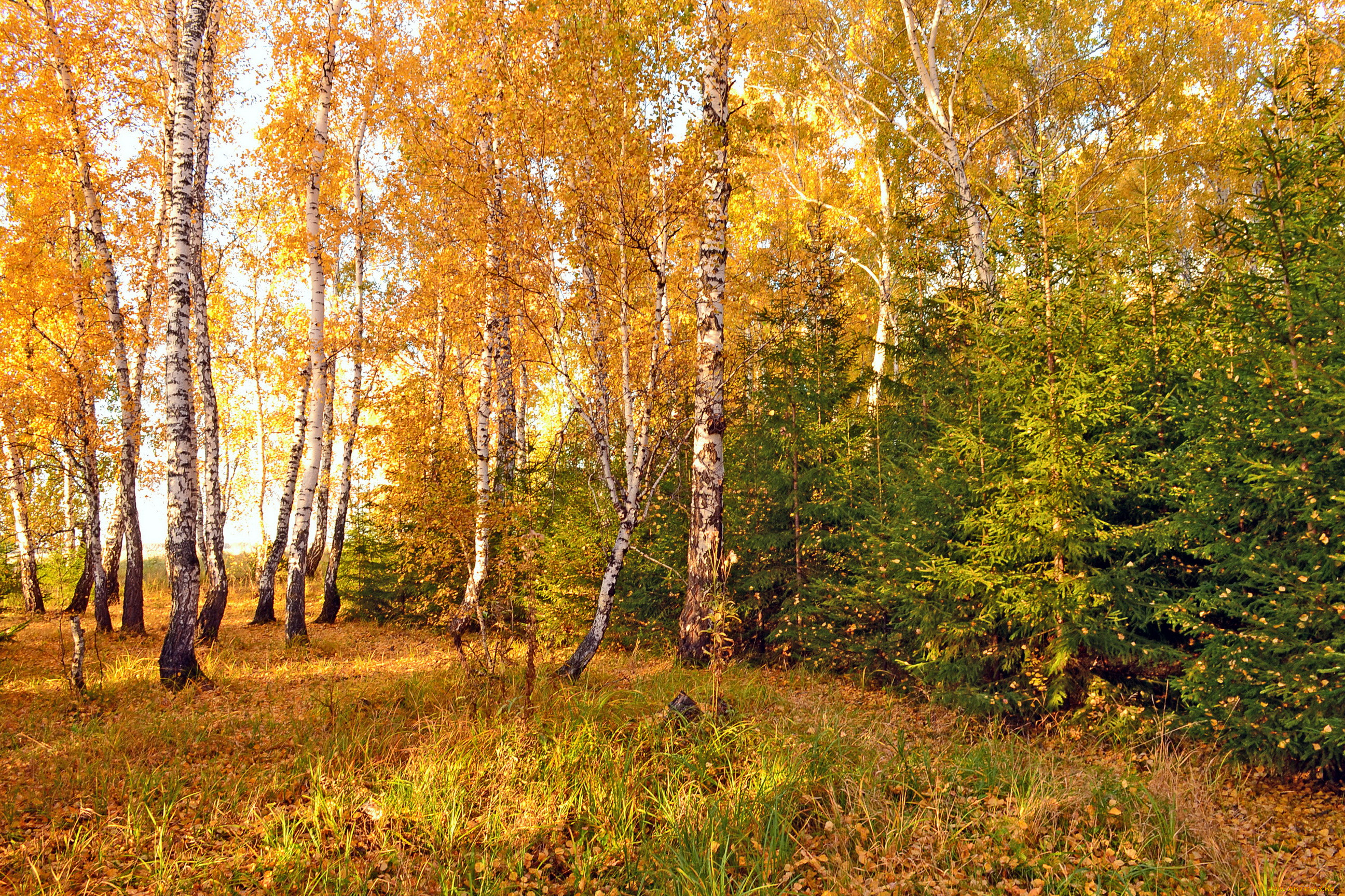 Фото леса осеннего леса