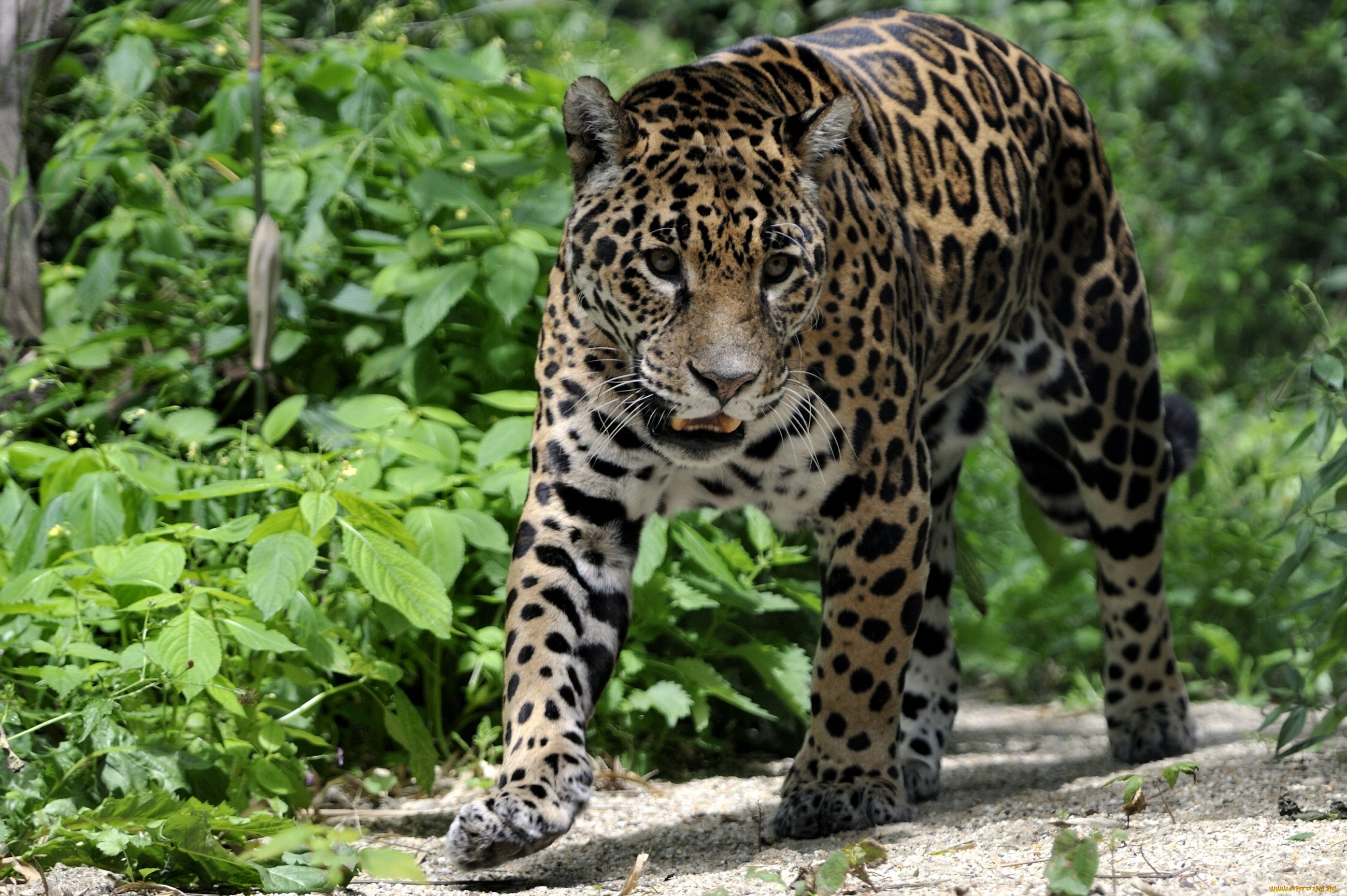 Как выглядит ягуар. Ягуары Коста Рика. Перуанский Ягуар. Ягуар животное. Ягуар Альфа хищник.