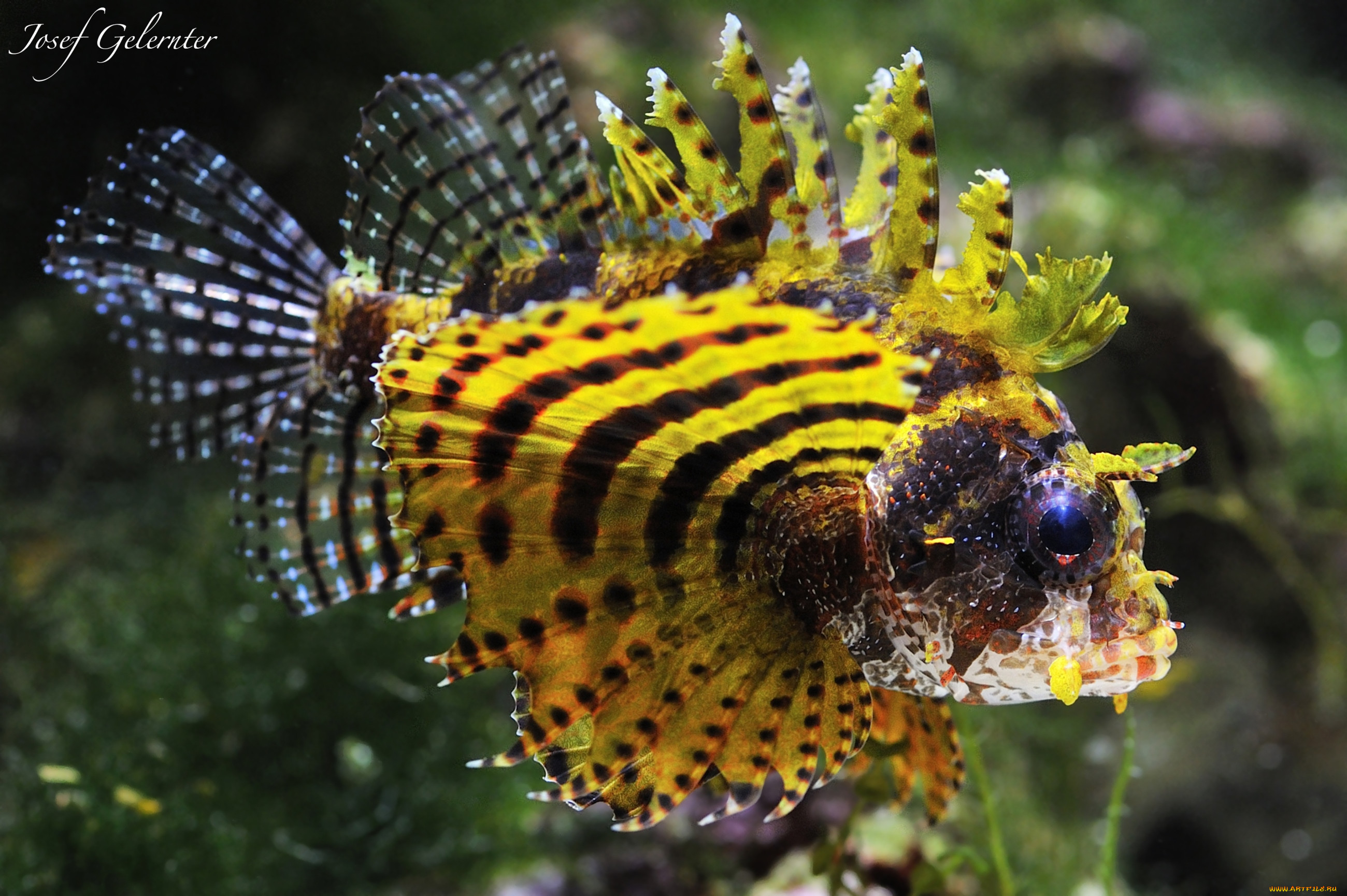 Кроме рыба. Пестрая крылатка рыба. Dendrochirus biocellatus. Рыбка скорпена крылатка. Экзотические аквариумные рыбки.