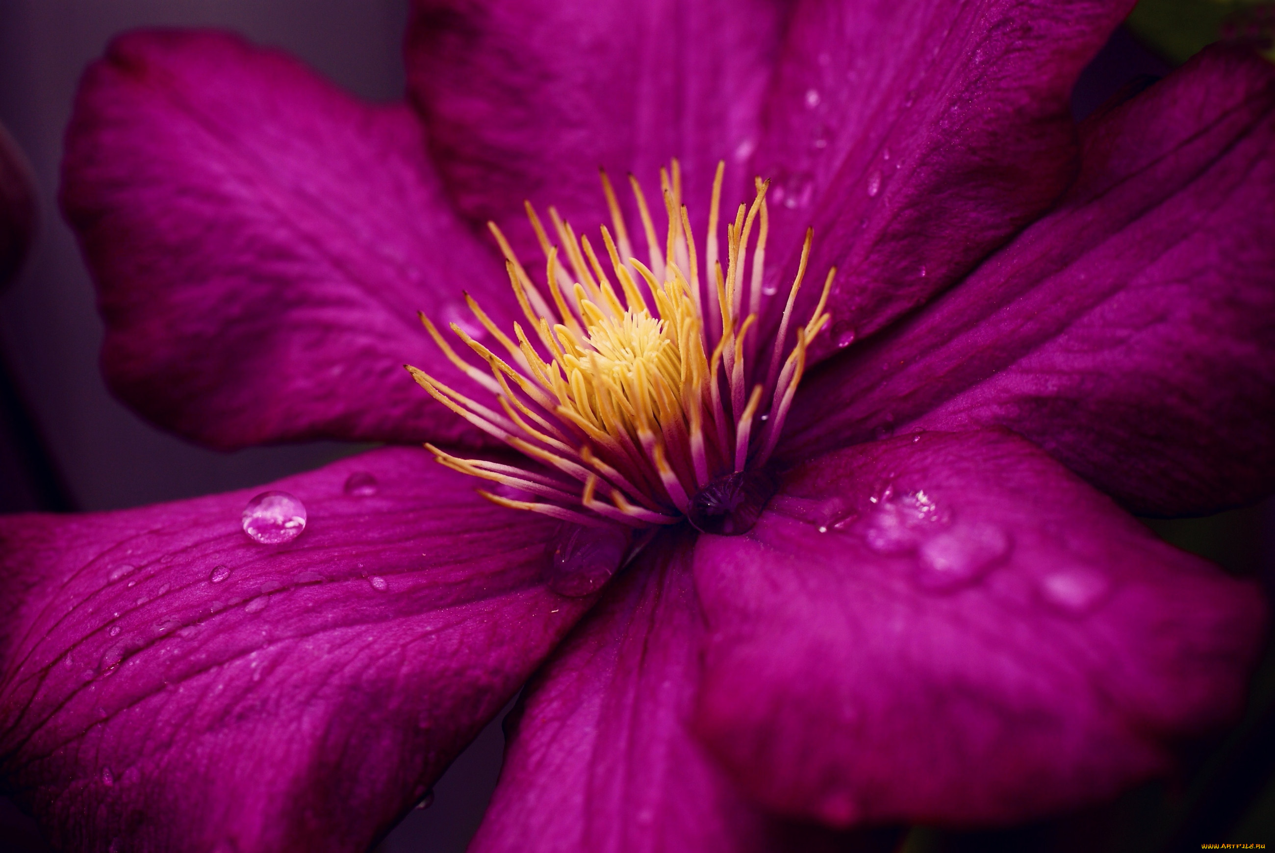 Крупный яркий цветок 4. Клематис цветок. Клематис пурпурный. Клематис фуксия. Клематис четырехлепестковый фиолетовый.