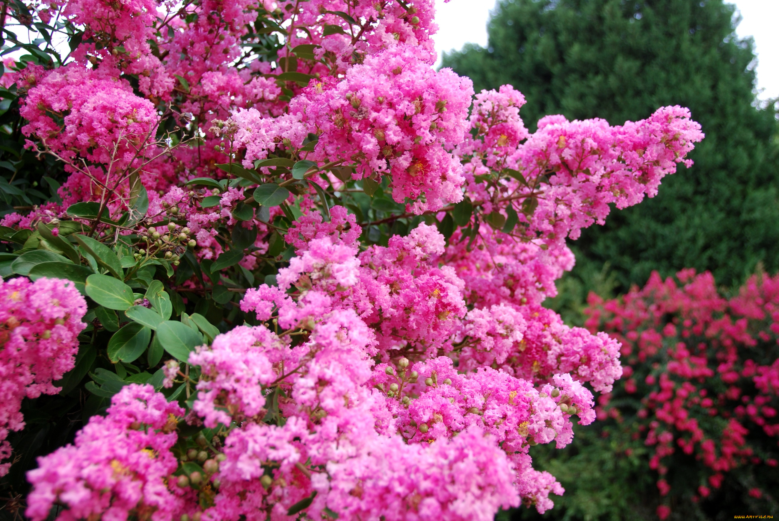 Кусты с розовыми цветочками фото и названия