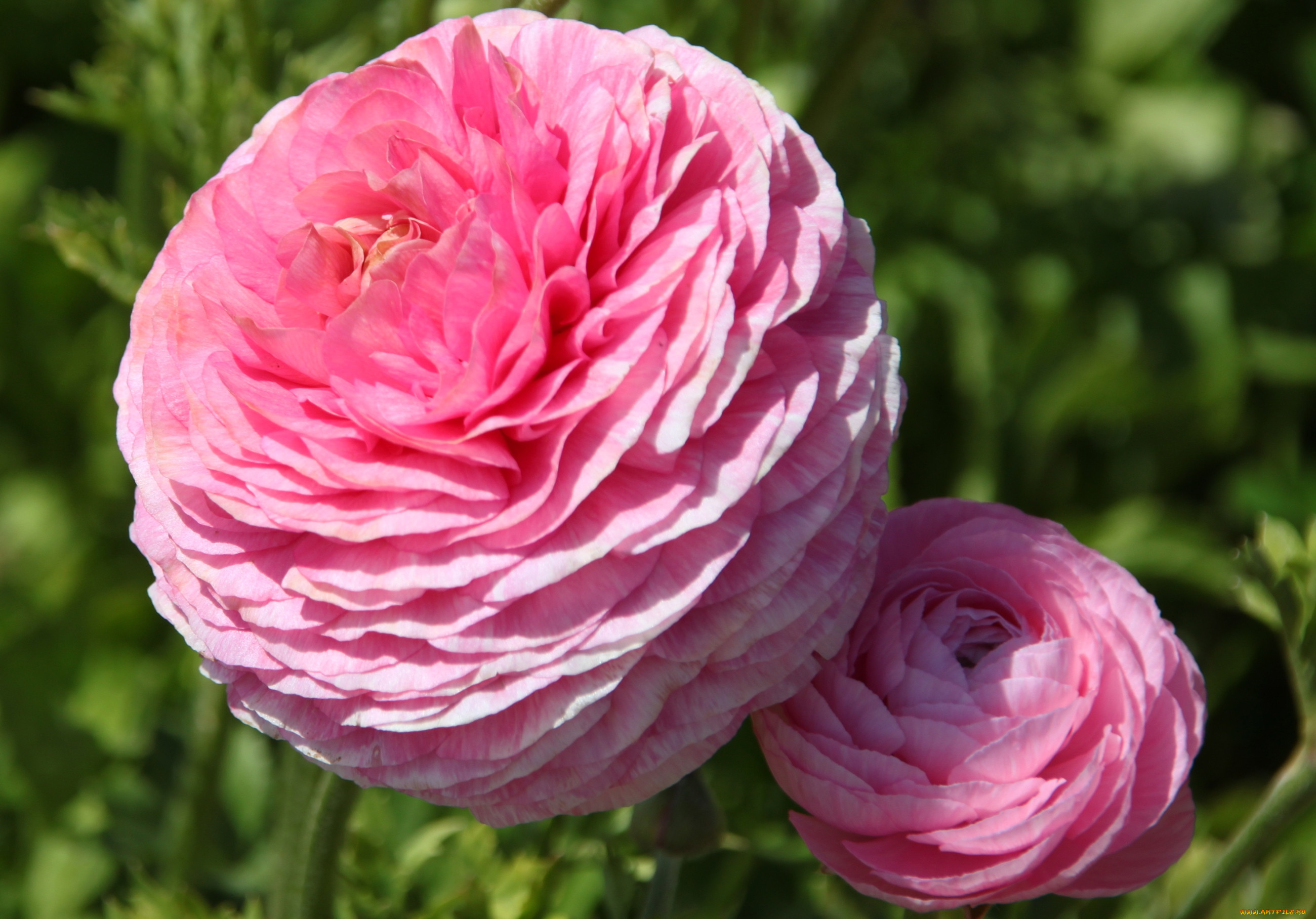 Цветок похожий на пион и розу название и фото