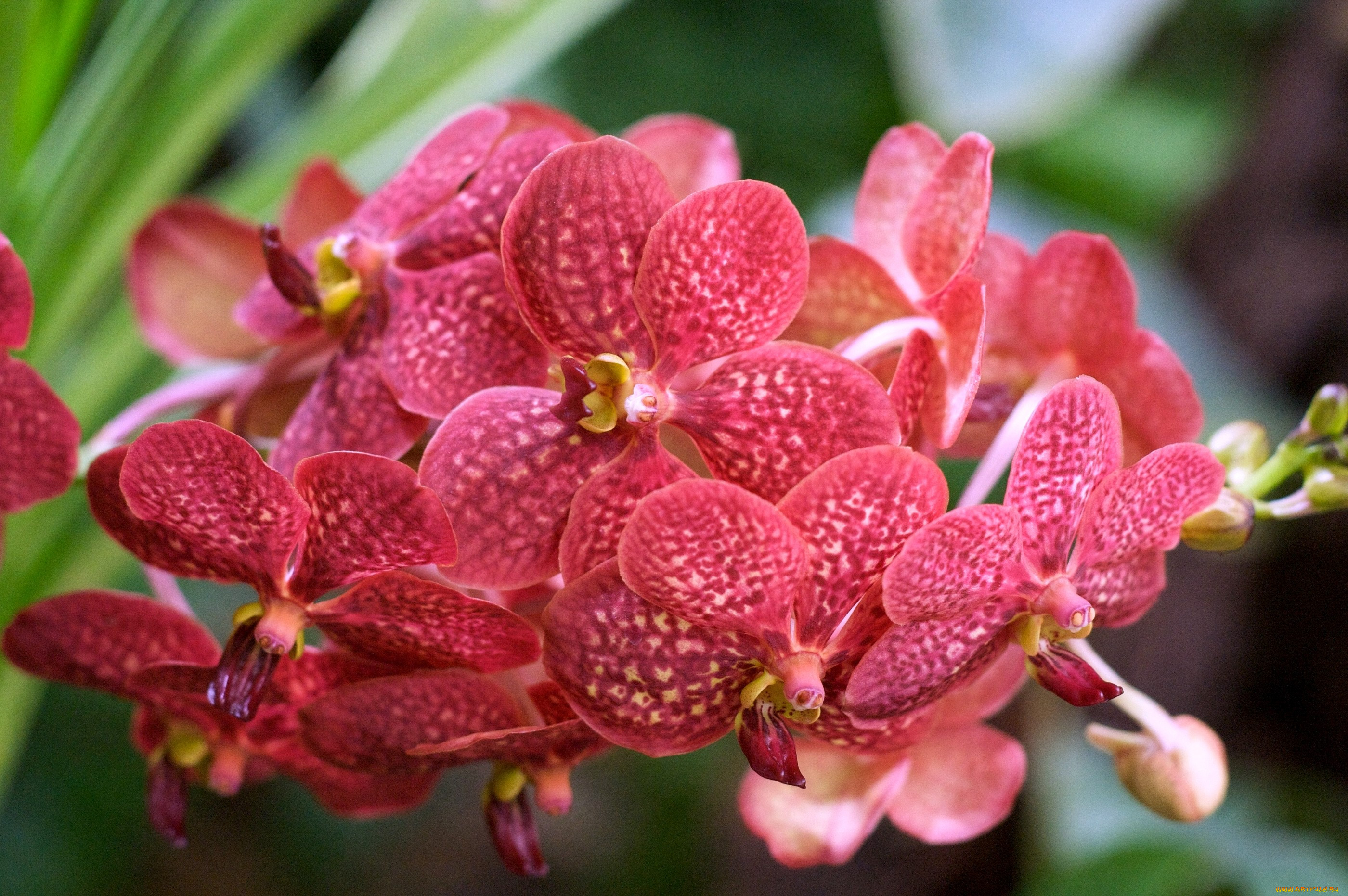 Рыжая Орхидея