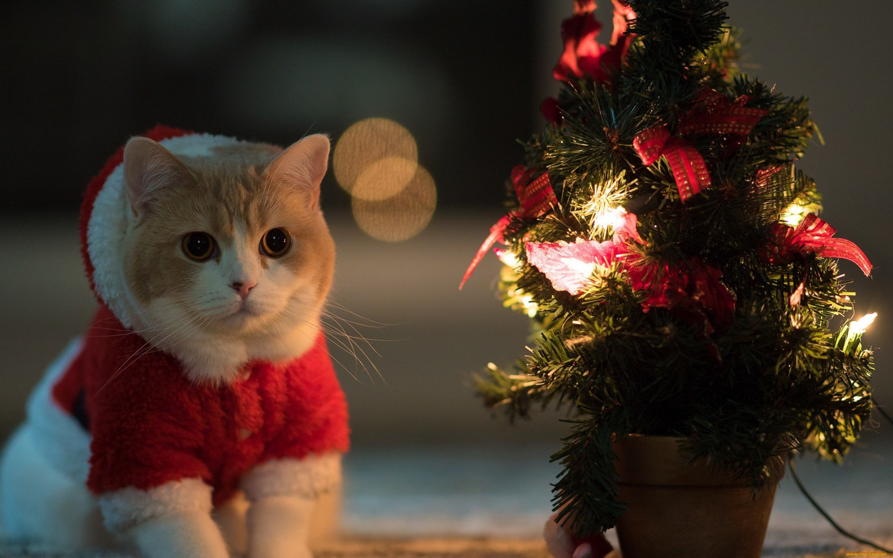 Животные встречают новый год. Новогодний кот. Новогодние котята. Кот новый год. Рождественский кот.