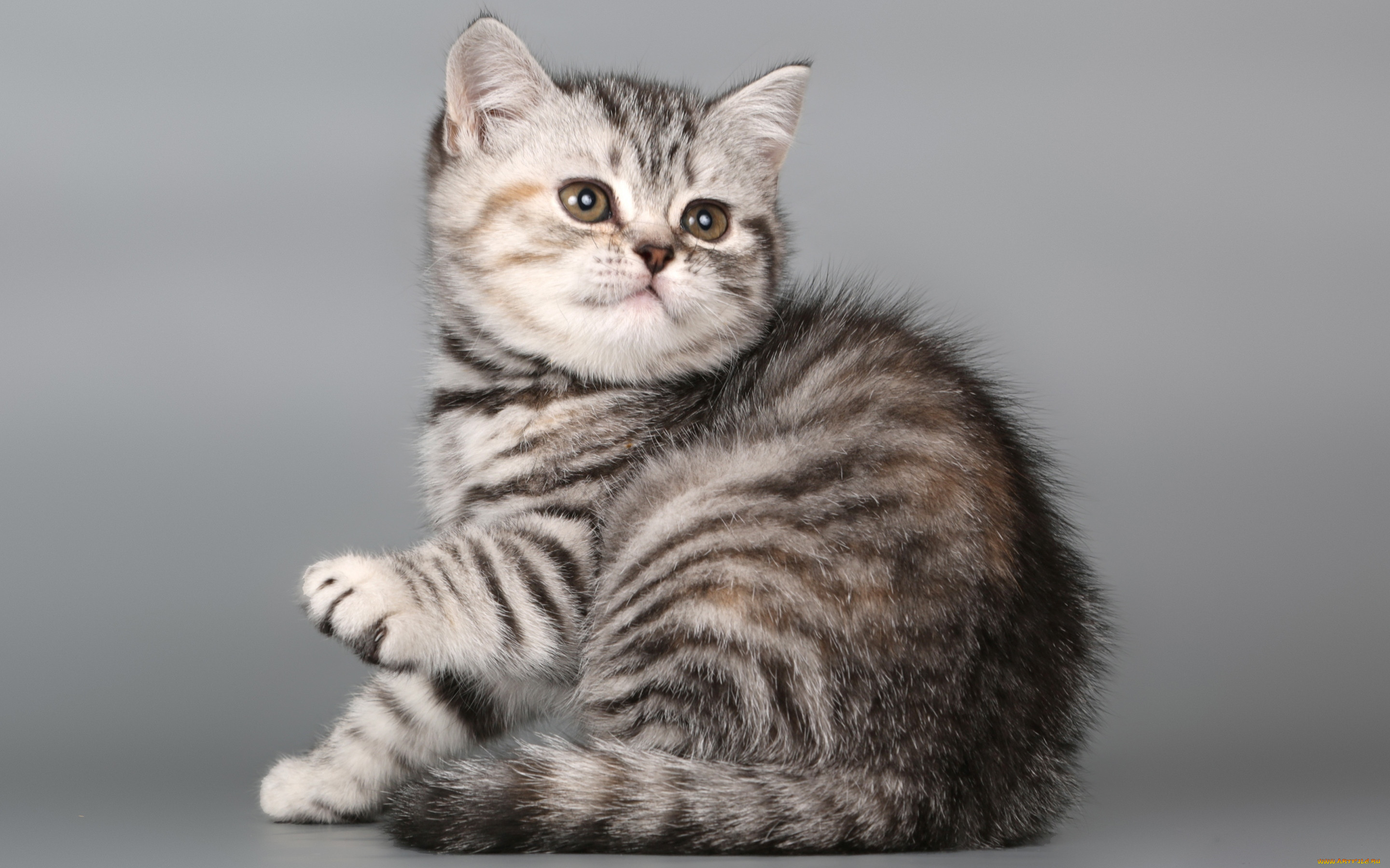 Рассмотрите фотографию кошки породы шотландская прямоухая. Шотландская кошка прямоухая скоттиш страйт полосатый. Шотландский скоттиш страйт вискас. Шотландская скоттиш страйт табби. Шотландский скоттиш страйт котенок вискас.