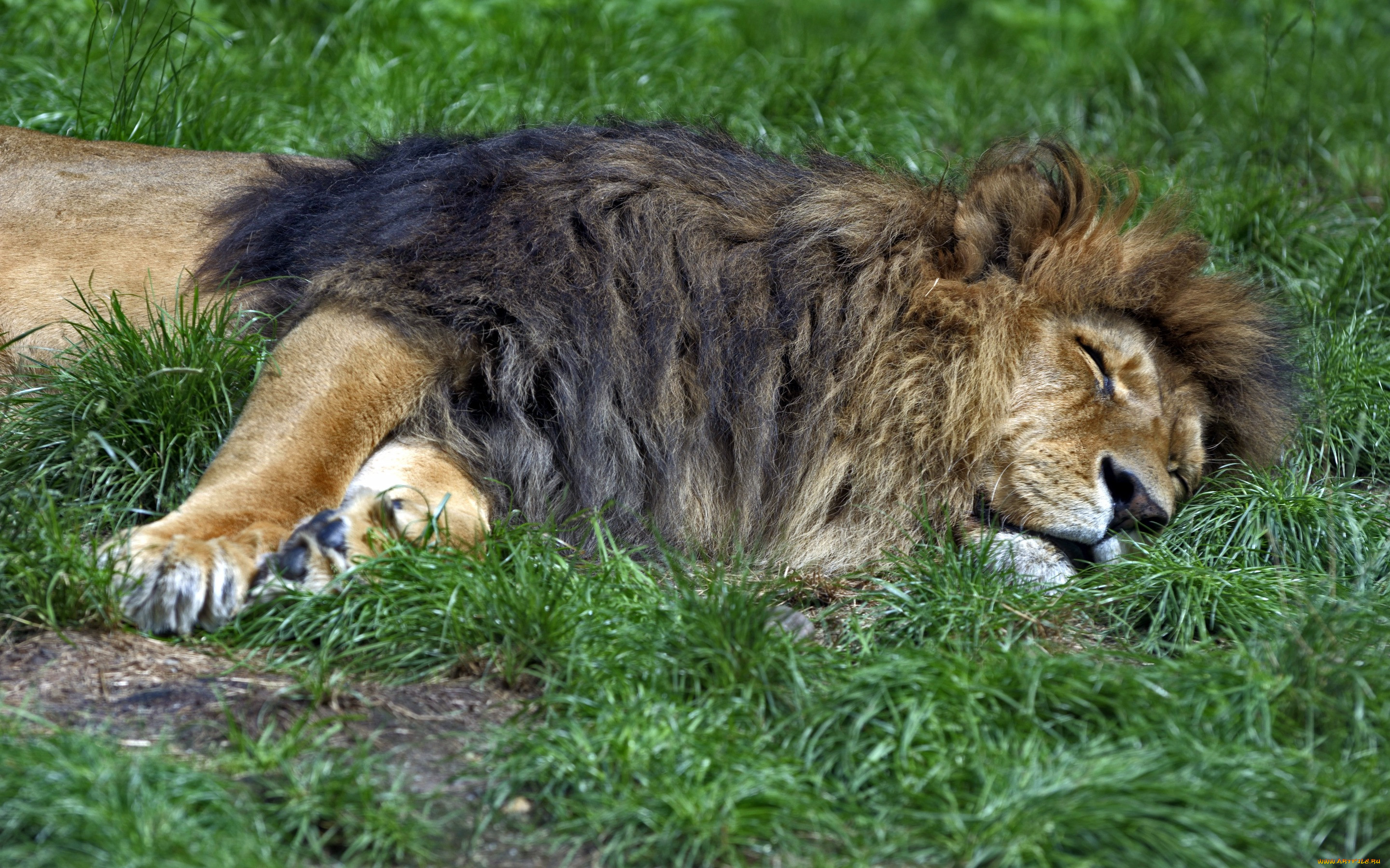 A lion sleep during the day. Лев. Спящие львы. Лев обои. Лев отдыхает.