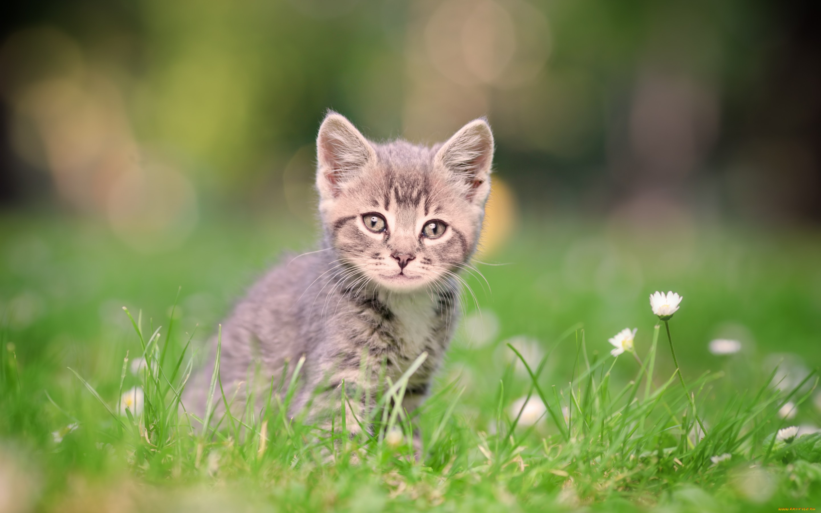 Фото Зеленых Котят