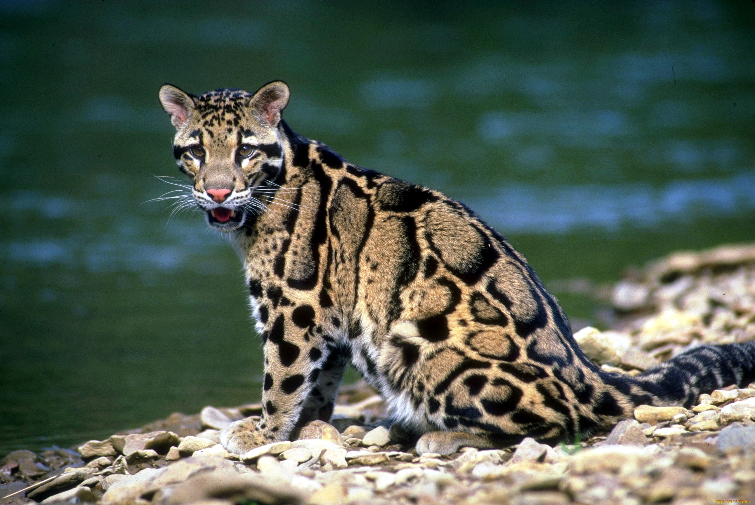 Пестрый леопард. Калимантанский дымчатый леопард. Леопард Оцелот Ягуар. Леопардовая кошка Оцелот. Дымчатый леопард (Neofelis nebulosa),.