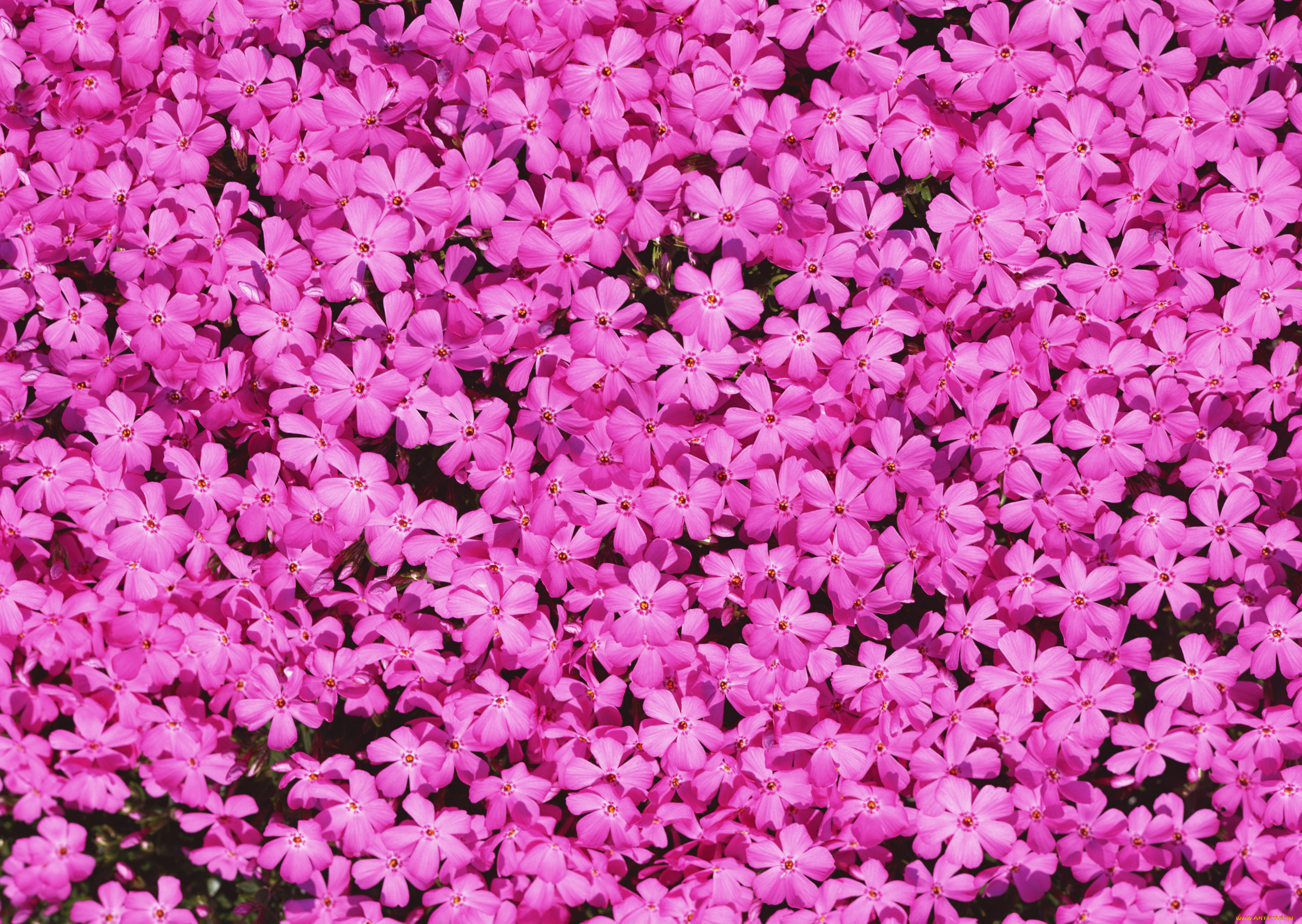 Маленькие цветы розового цвета. Флоксы цветы. Мелкие цветочки. Цветочный фон. Розовые цветы.
