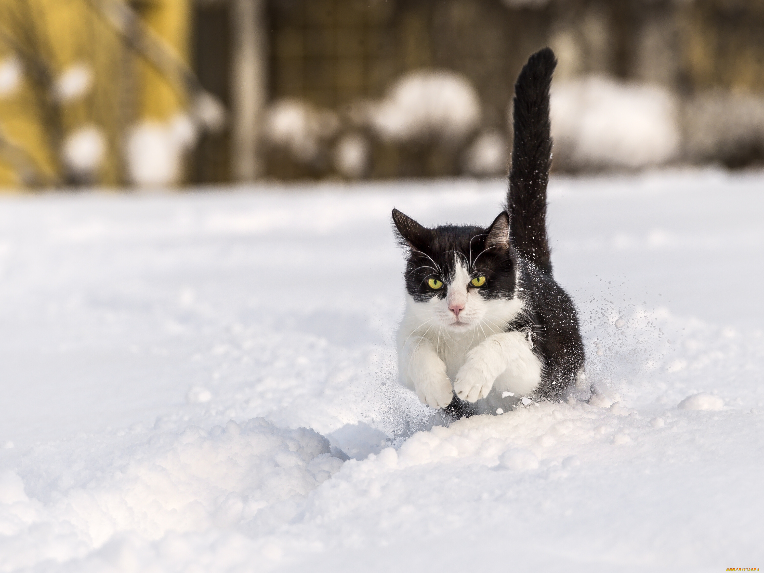 Котенок В Снегу Фото