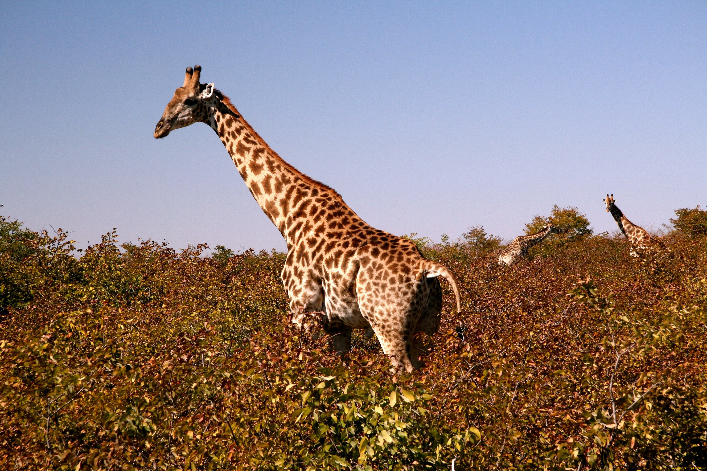 Thirsty Giraffe