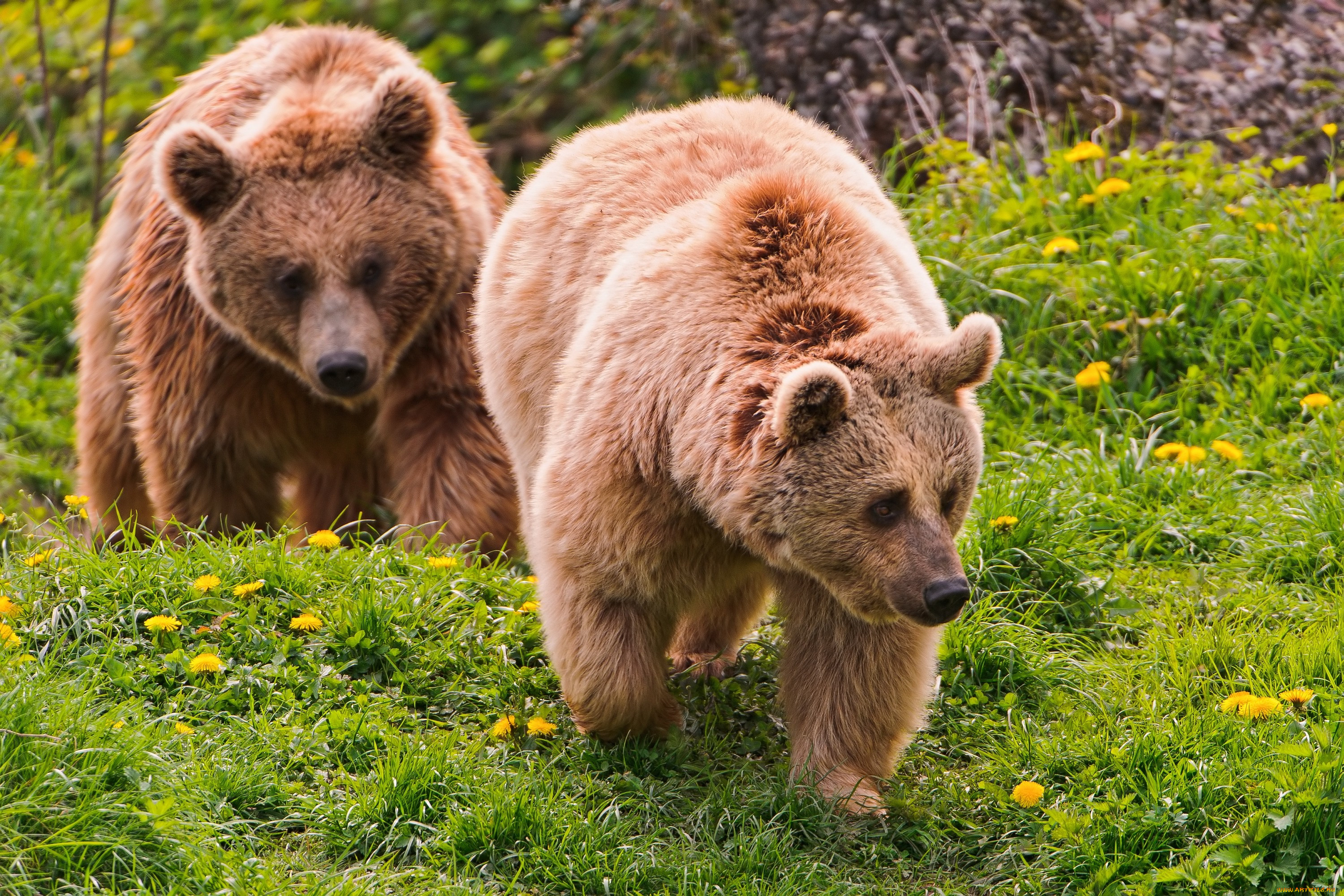 Бурый медведь животное распространенное на территории