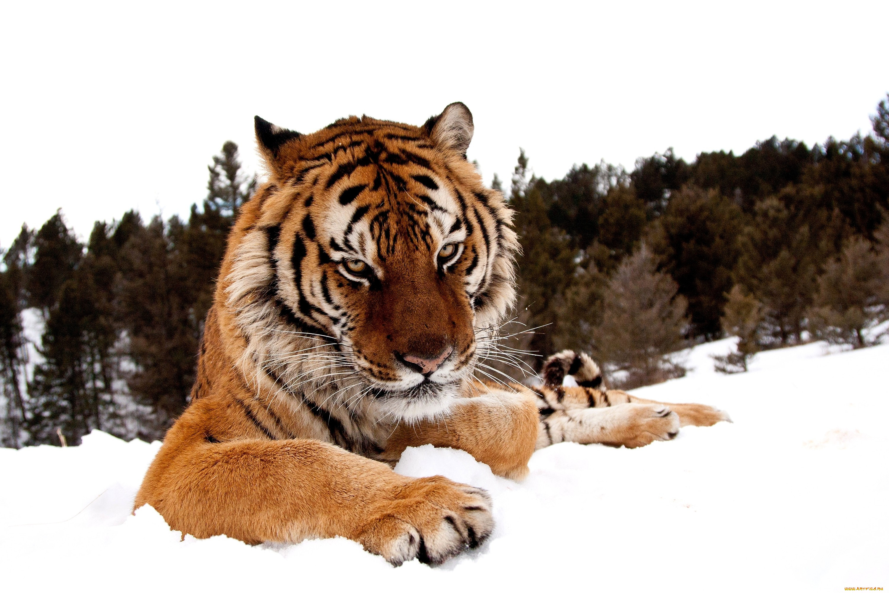 Заставки красивые тигры. Амурский тигр. Уссурийский тигр. Тигр зимой. Красивый тигр.