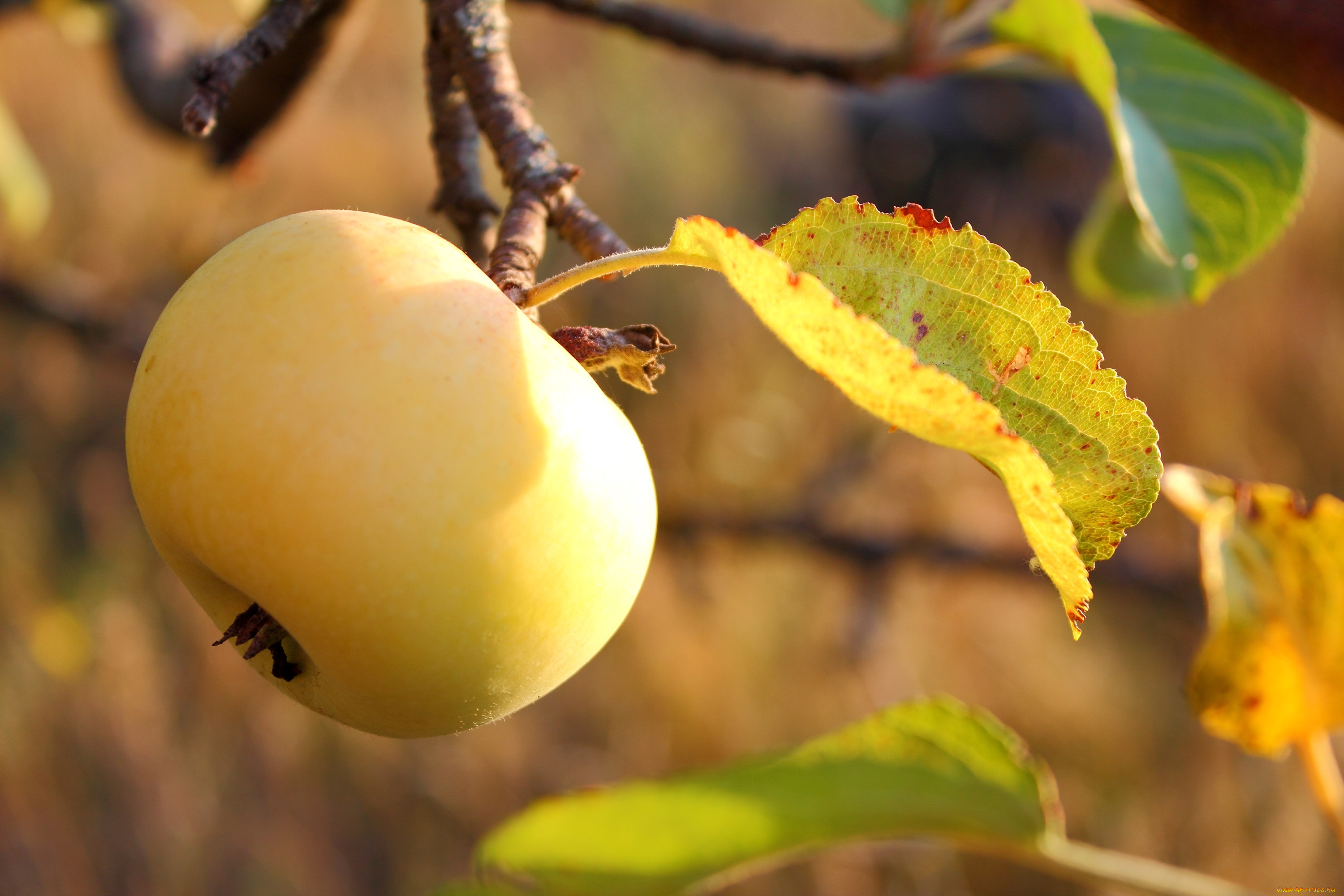 Осенью с яблони собрали яблоки желтые зеленые. Яблоко Антоновка Золотая. Голден Рейнджерс яблоня. Яблоня Донешта. Антоновка (сортотип яблони).