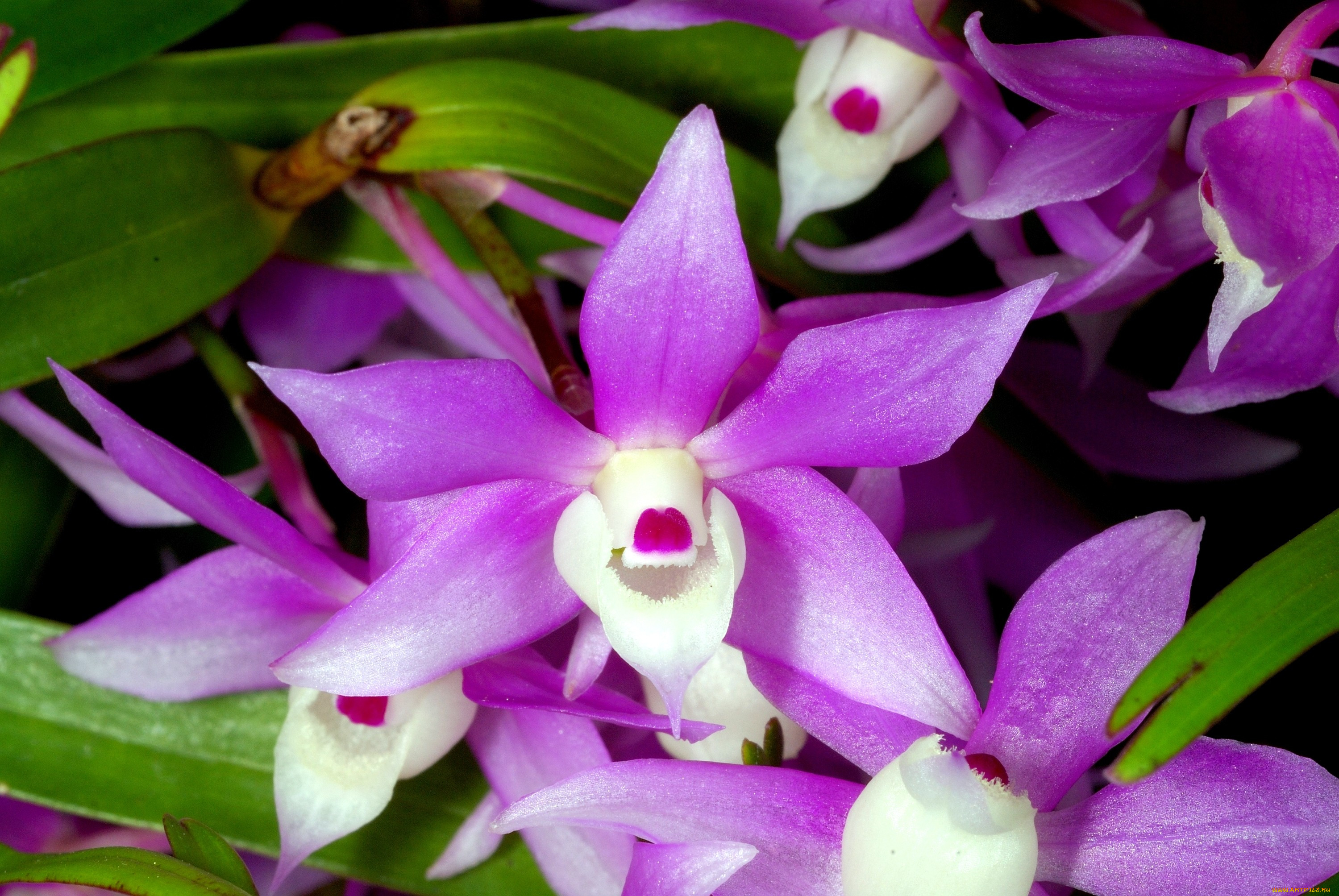 Дендробиум фото орхидея виды с названием