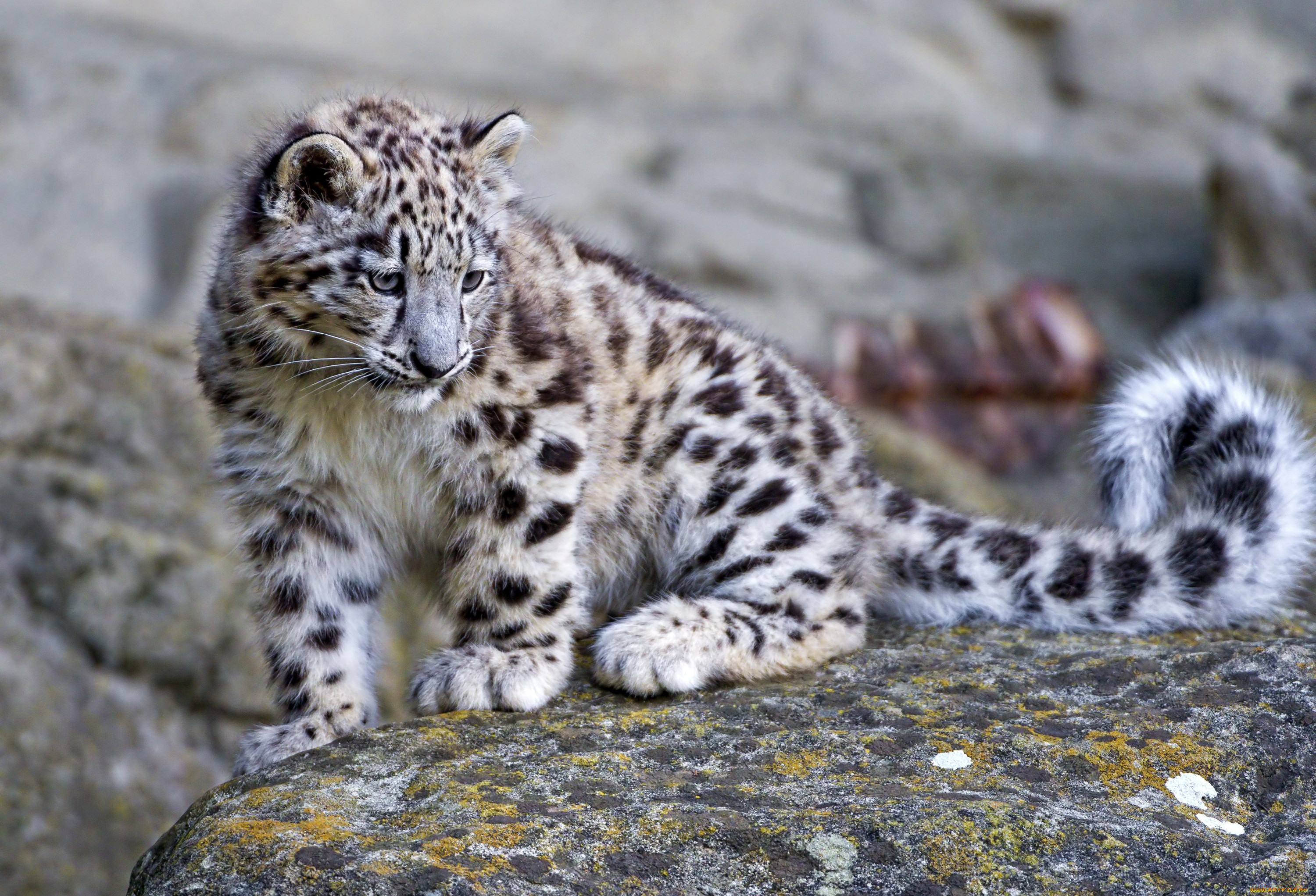 Snow leopard. Снежный Барс Ирбис. Снежный Барс и леопард. Снежный леопард Ирбис. Горный Барс.