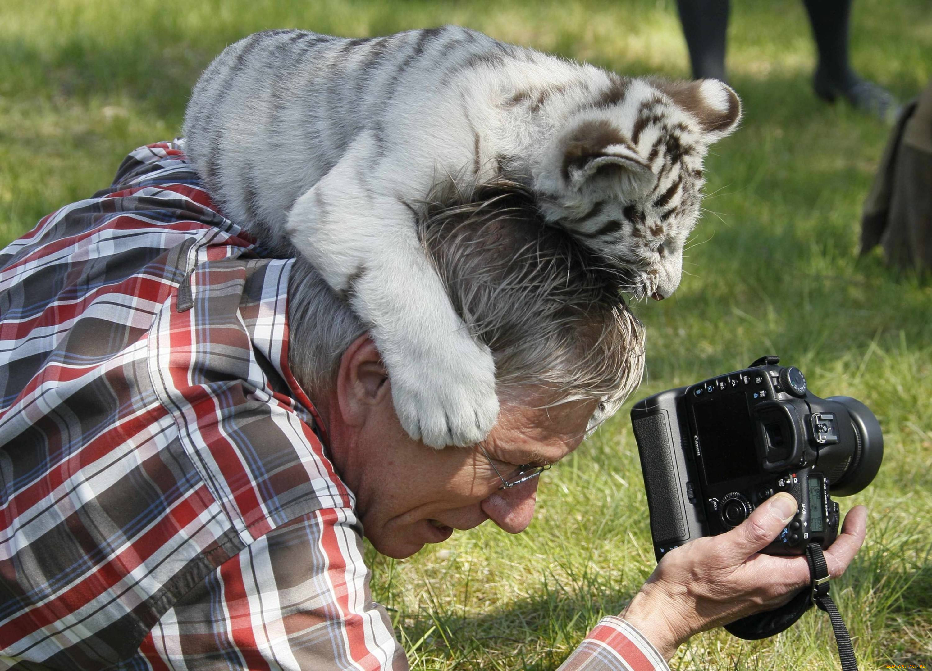 Человек фотографирует животных