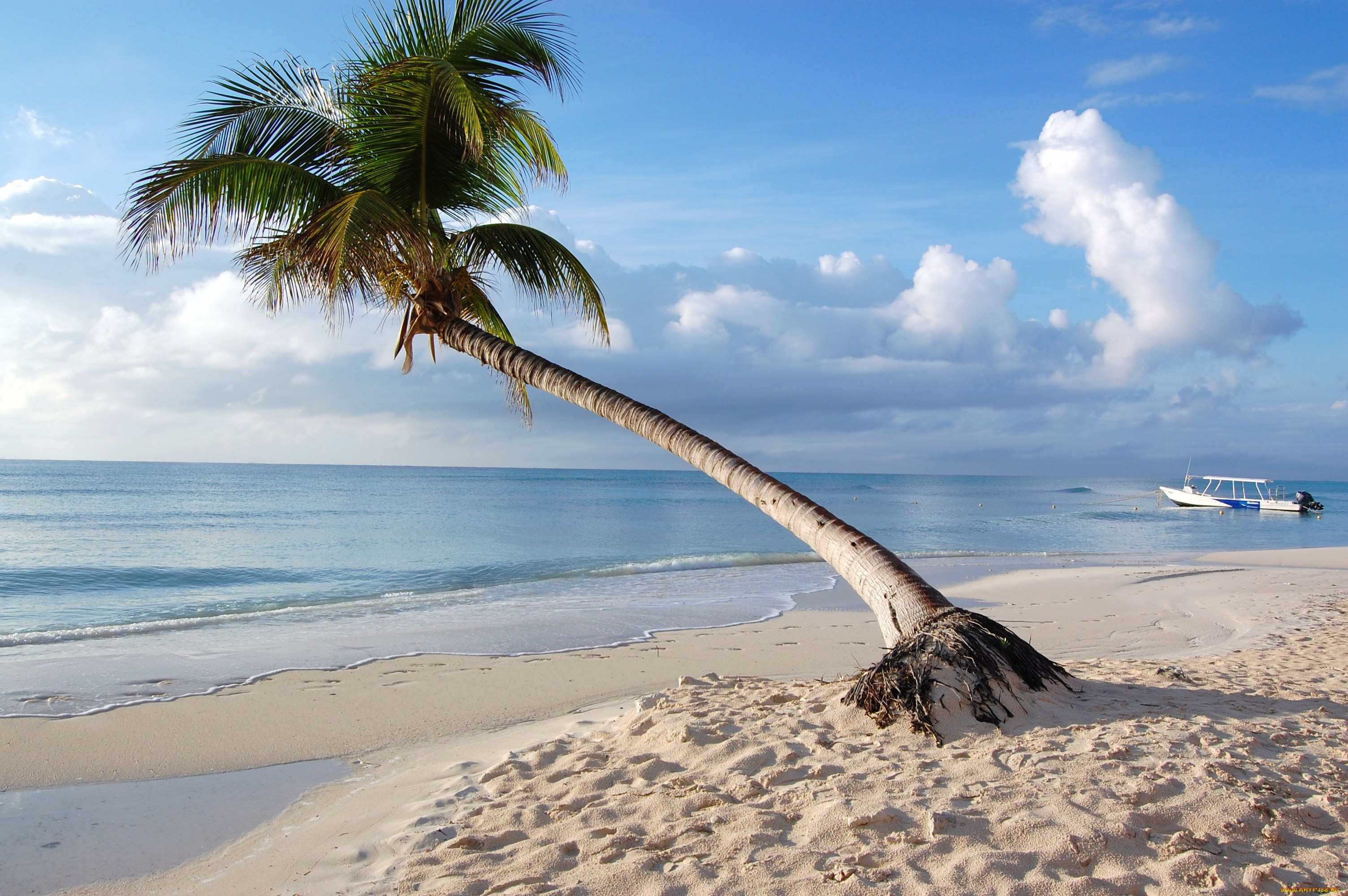 What Did The Hurricane Say To The Coconut Palm Tree