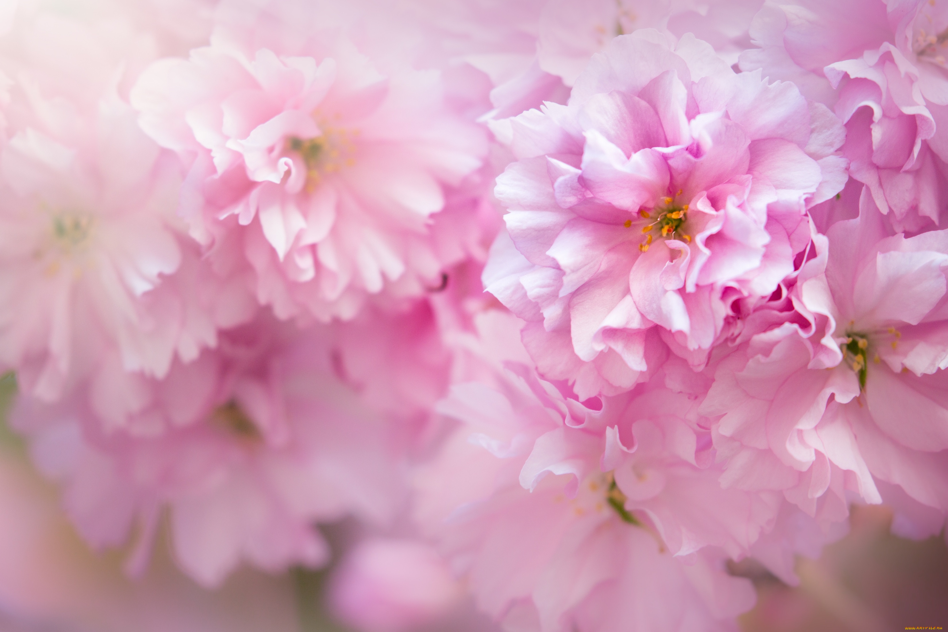 Розовые весенние цветы фото