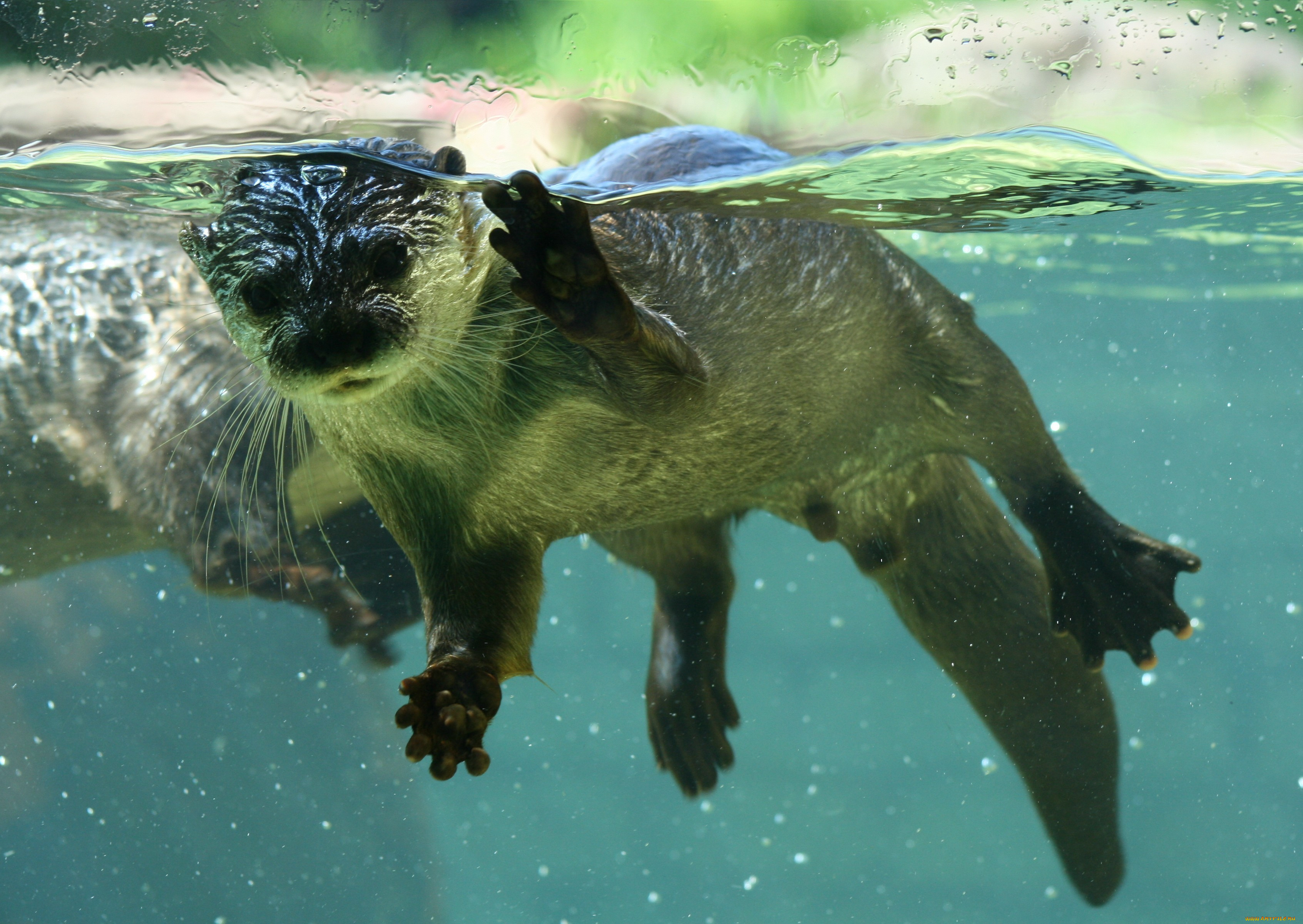 Colby Otter